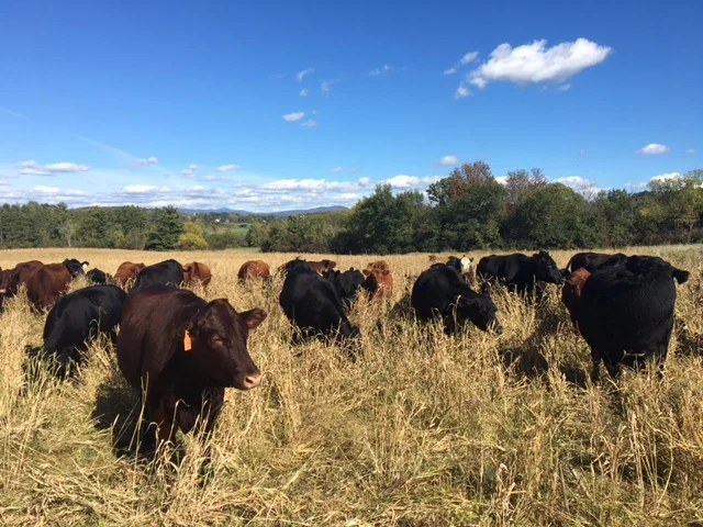 Beef photo.jpg