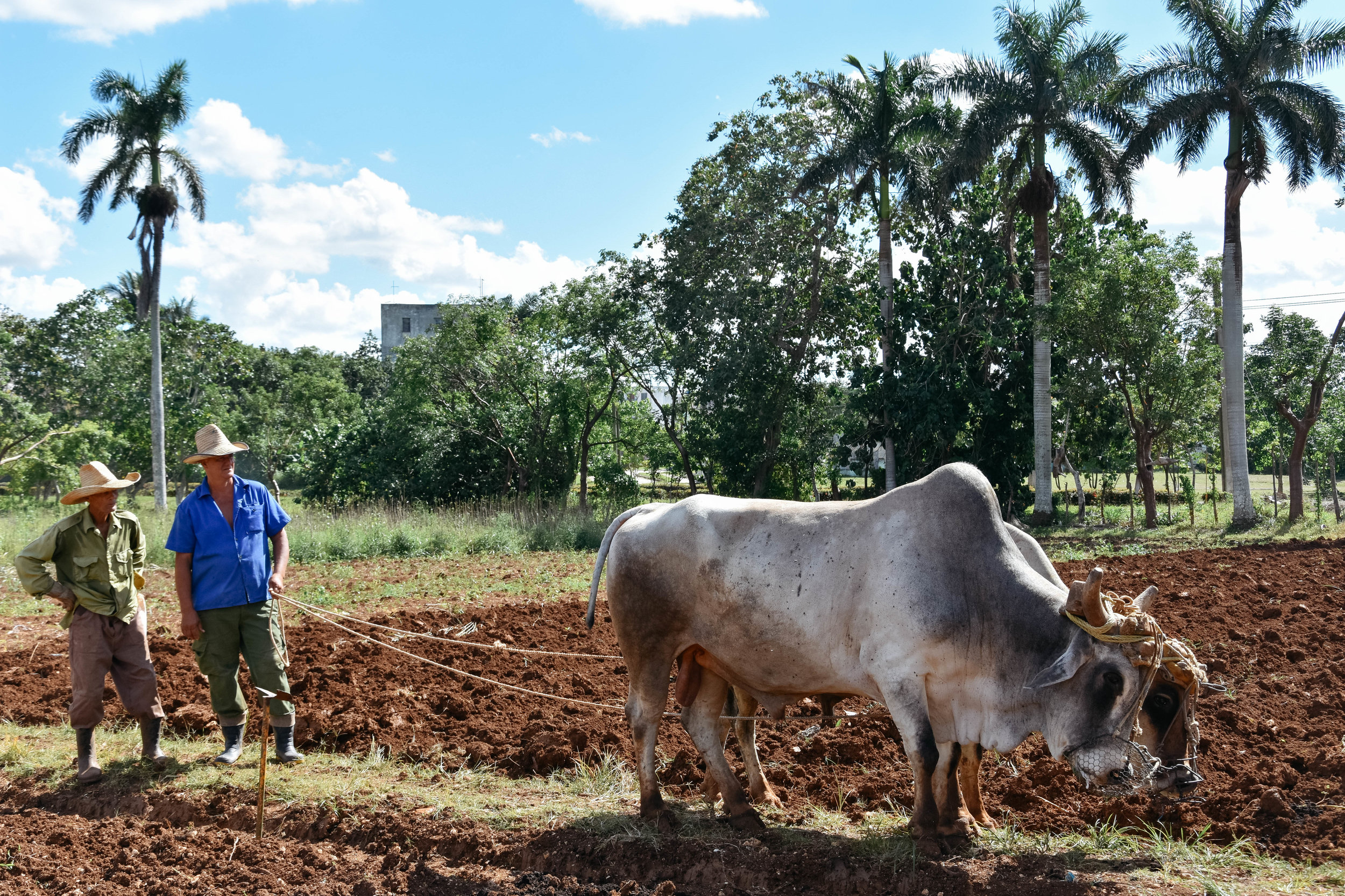 Agroecological Farming in Cuba! — Intervale Center