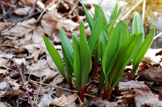 Wild Ramps - please don't pick me!