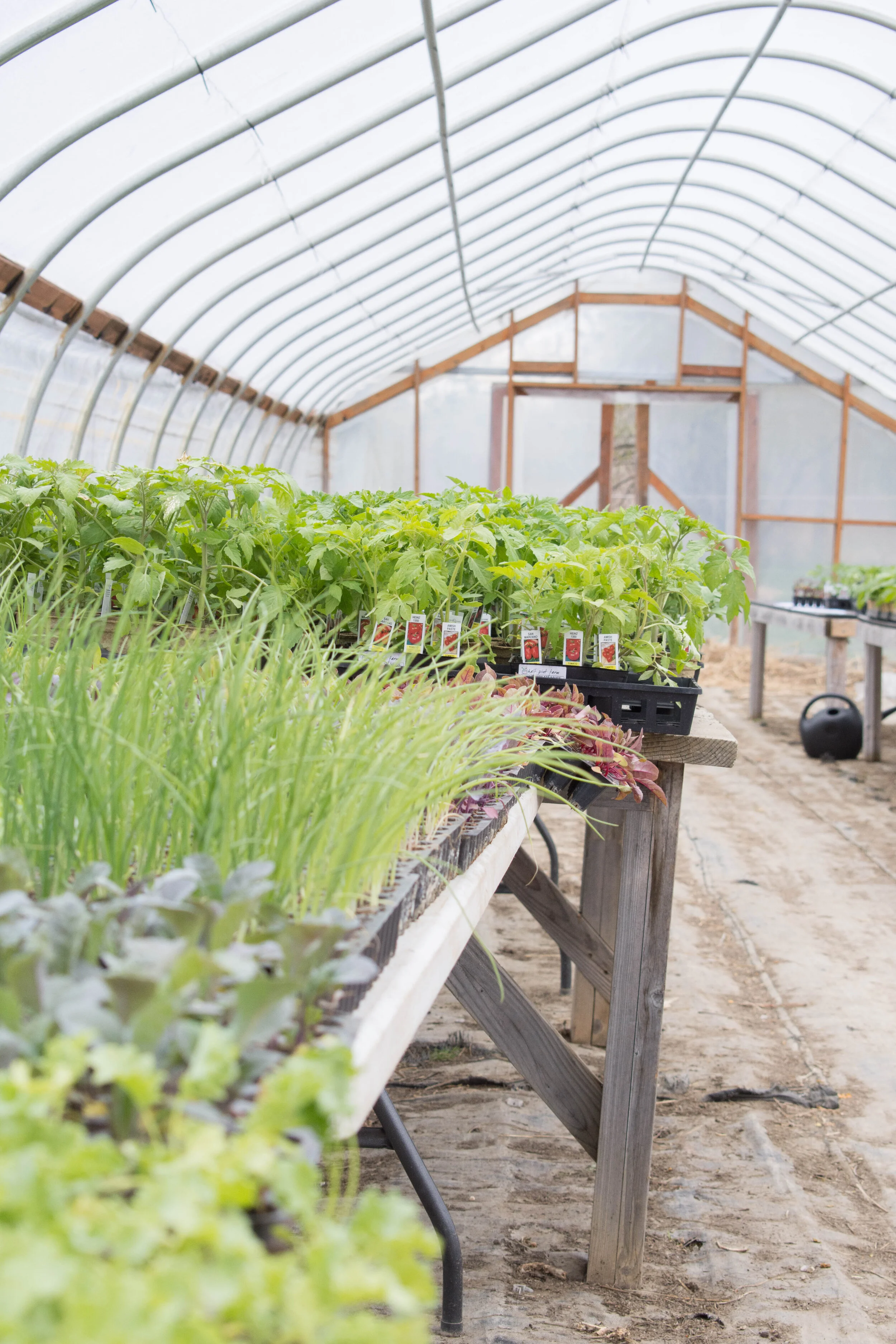 Intervale Farm Feature Half Pint Farm — Intervale Center