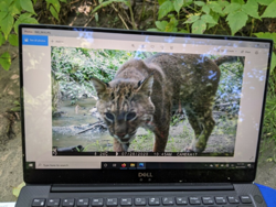 Lower Winooski Valley Project's Wildlife Cameras