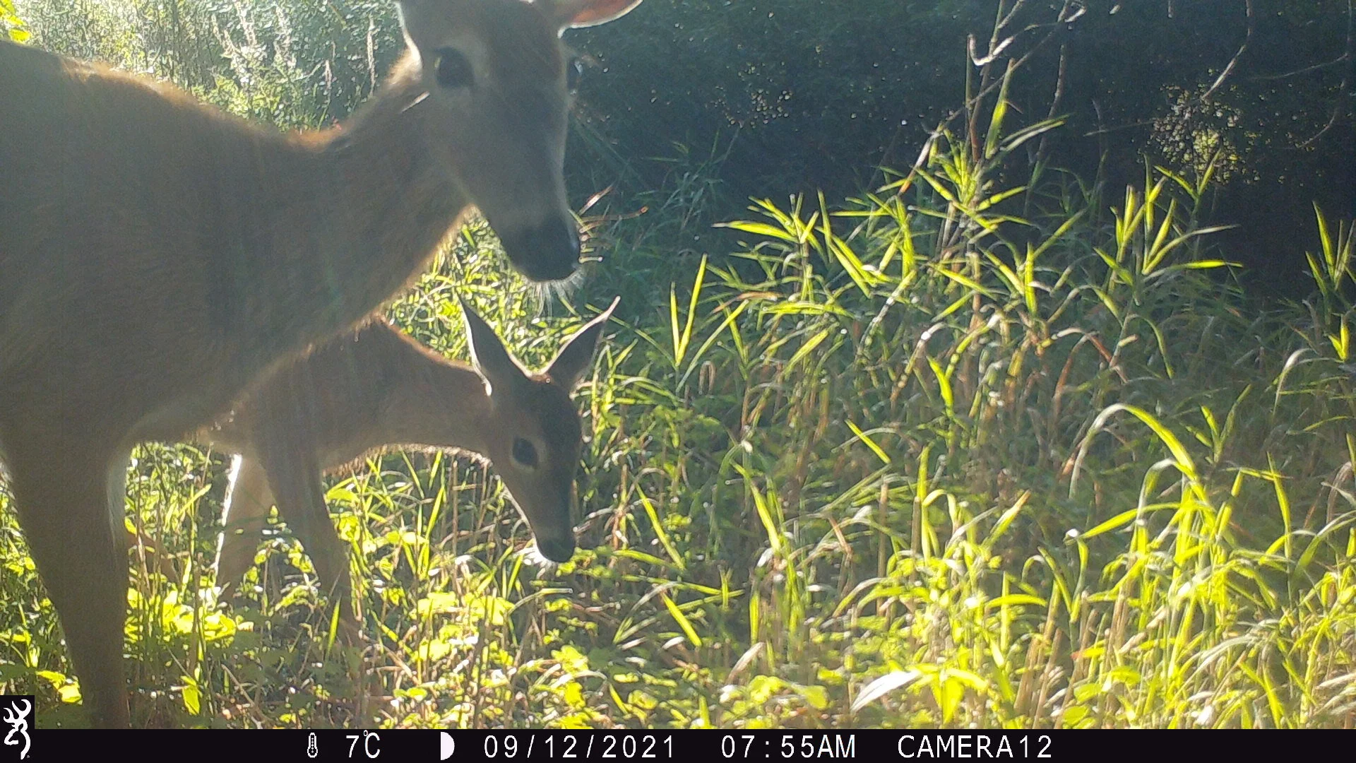 Wildlife Cameras in the Intervale