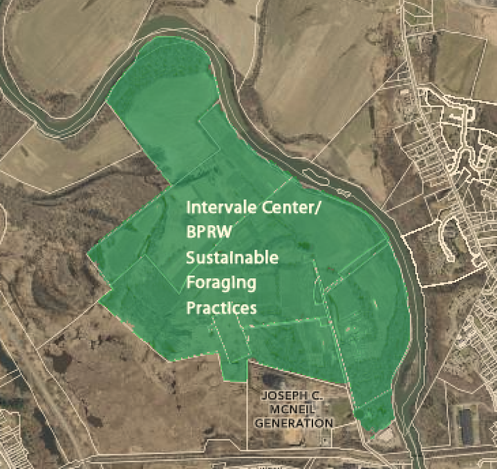 Intervale Center’s Sustainable Harvest Guidelines: The Ethical Forager’s Pledge