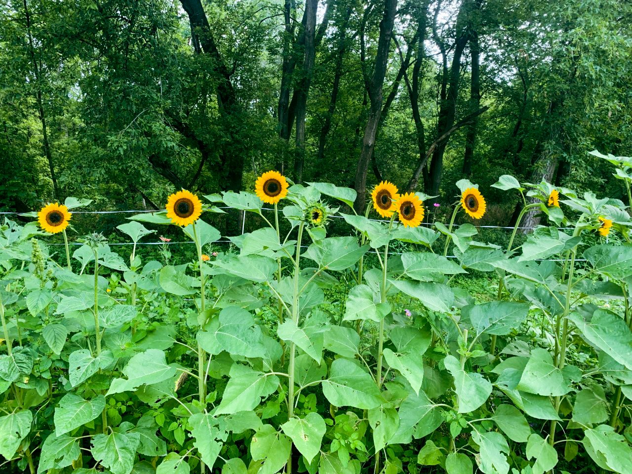 Sunflowers at People's Garden