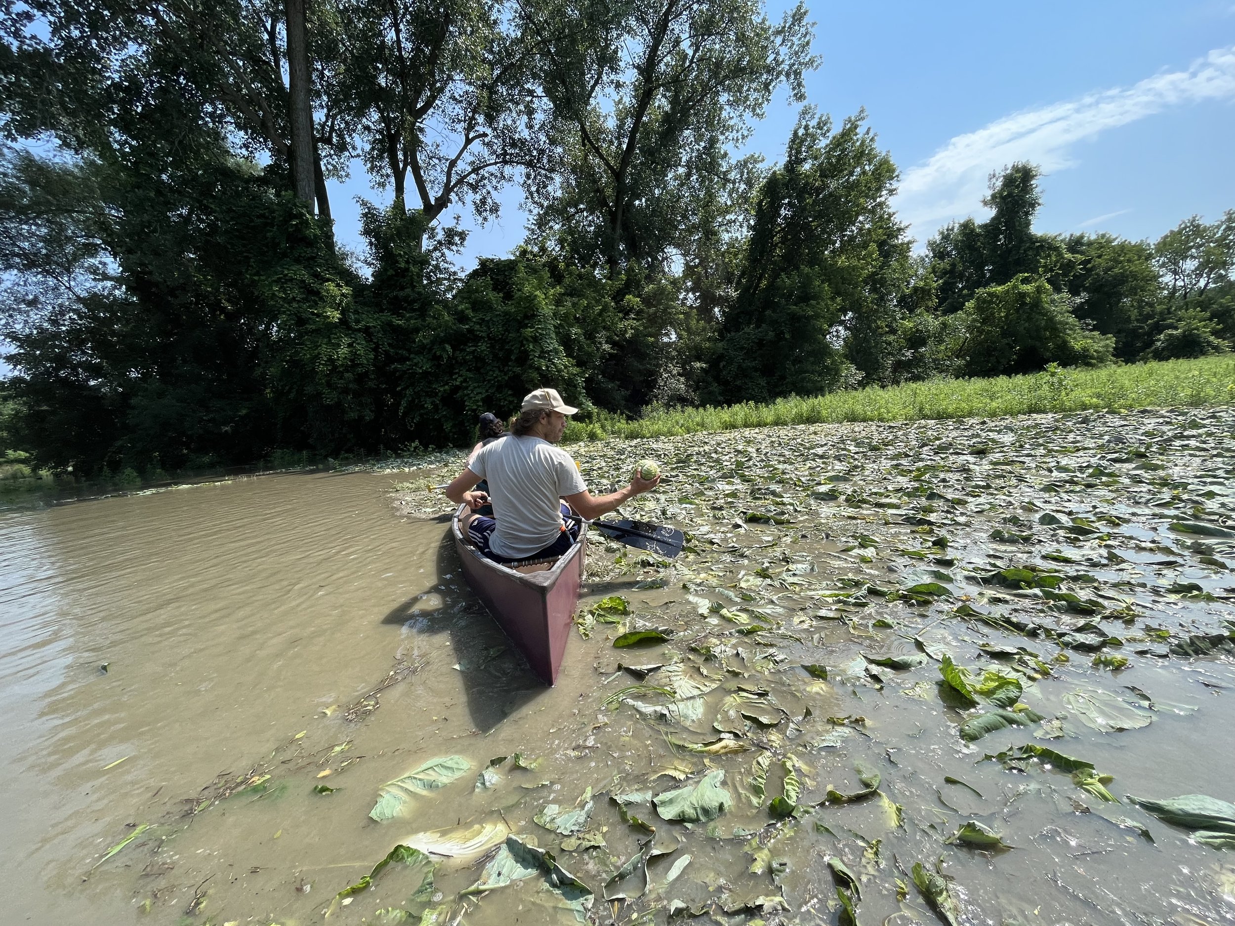  Farmers and staff paddled through floodwaters on July 11th to assess damage, including this submerged field of cabbage. 