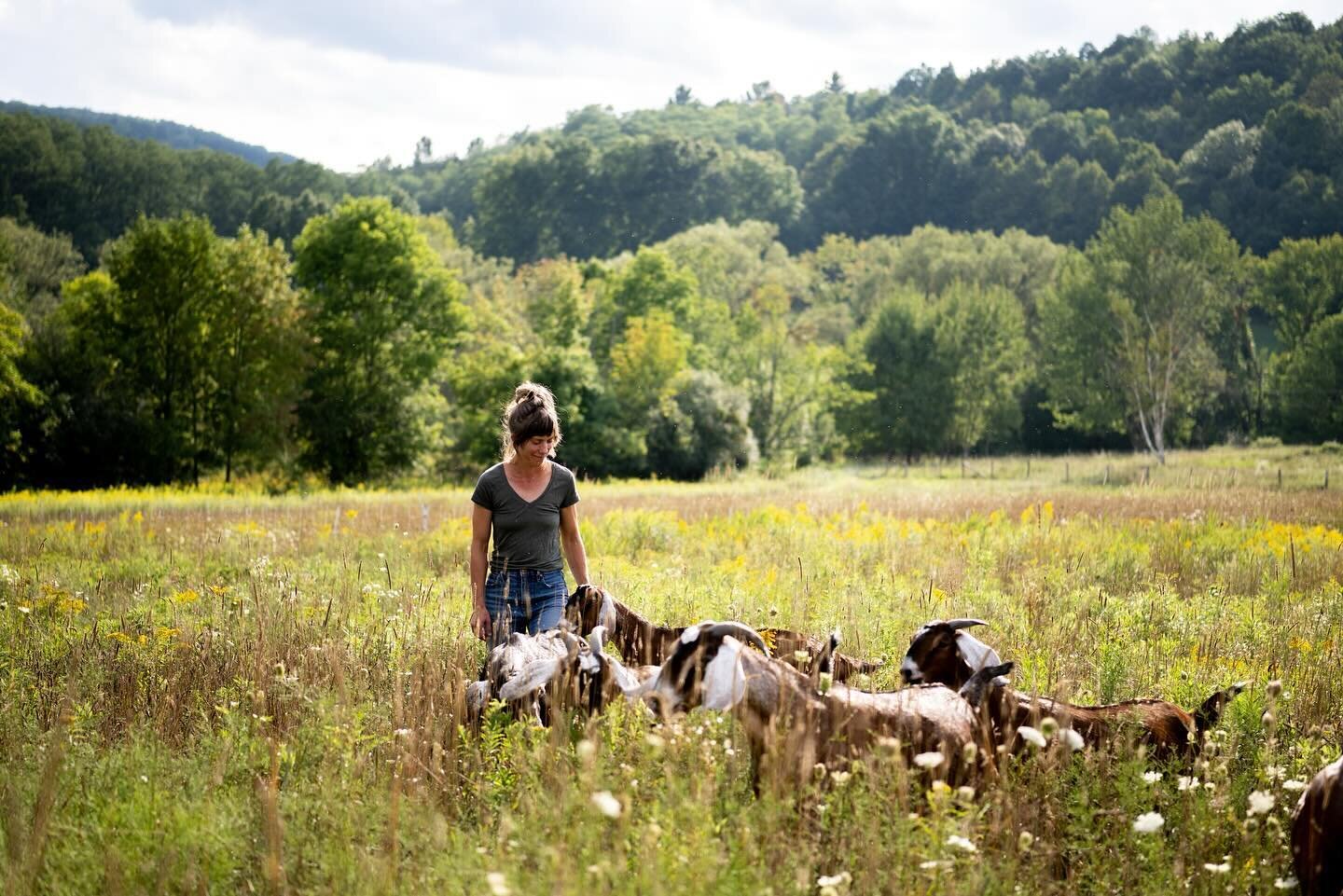 Our Farm Business Planning team provides Vermont&rsquo;s farmers &ndash; from aspiring farmers to established business owners &ndash; with business development opportunities. 

Becca Knouss, farmer and owner of @thegoatproject in Bennington, Vermont,