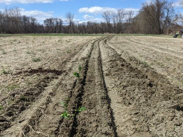 Intervale Center Agroforestry Riparian Buffer Project&nbsp;