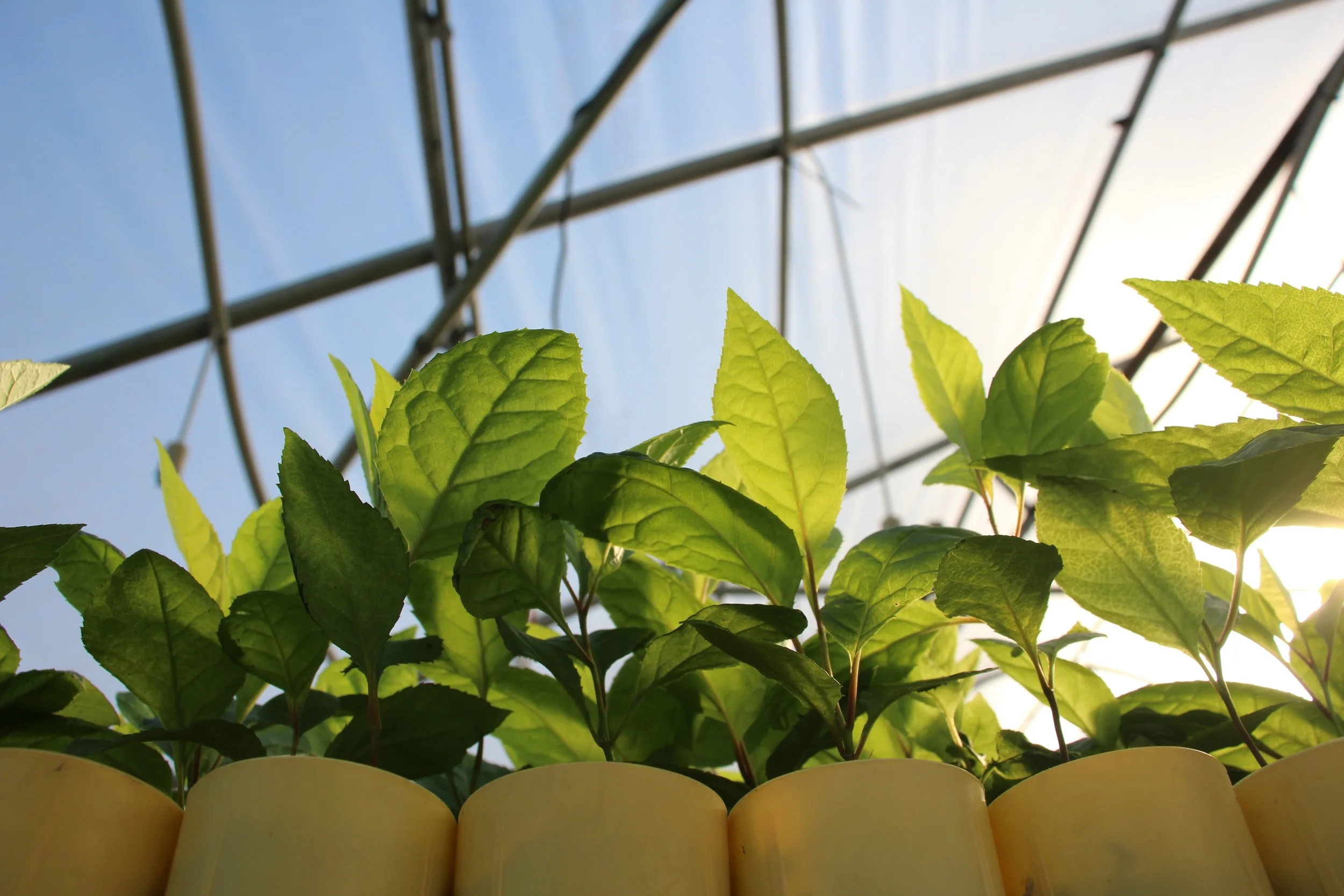Building Climate Resilience Through Forest Restoration