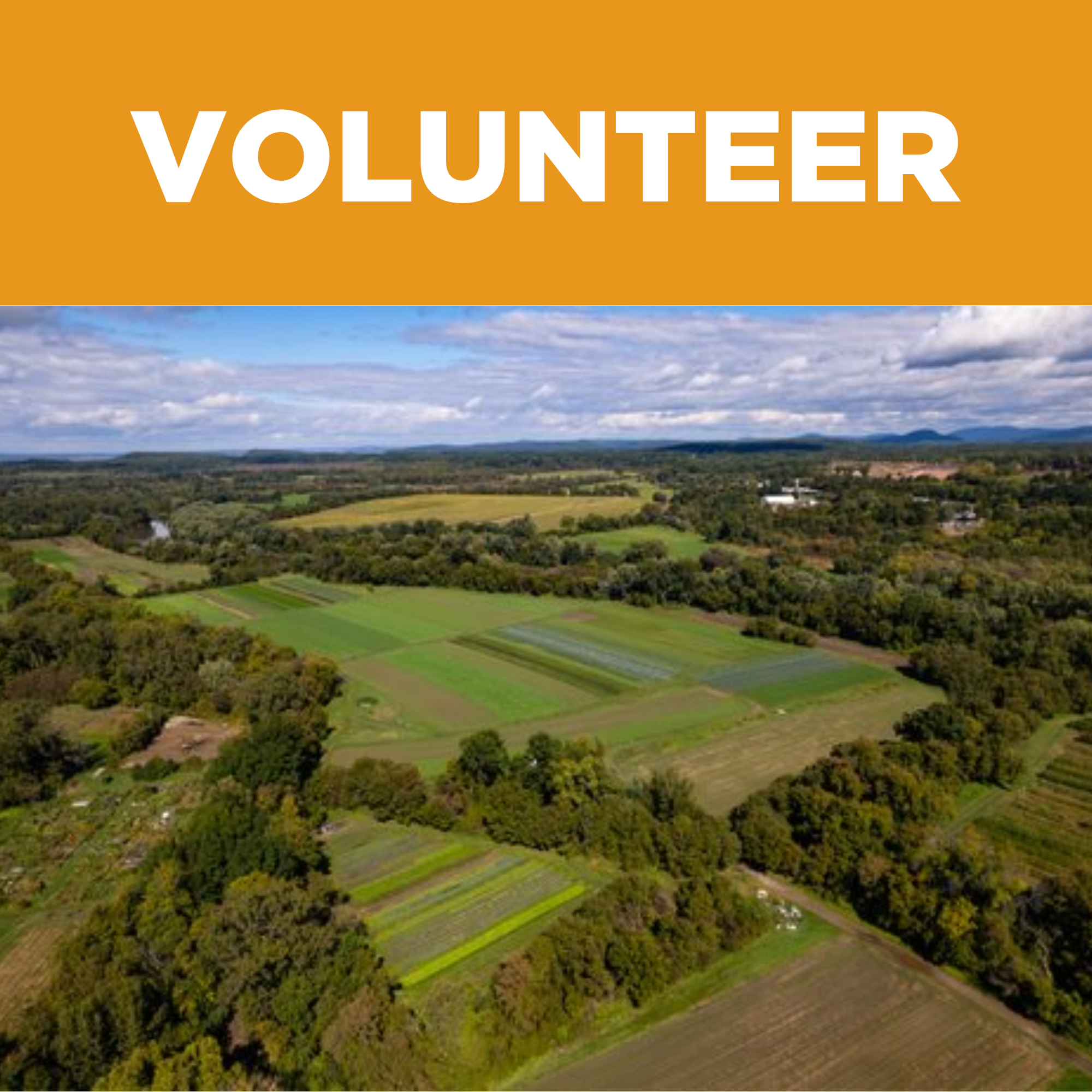Volunteer at the People's Farm