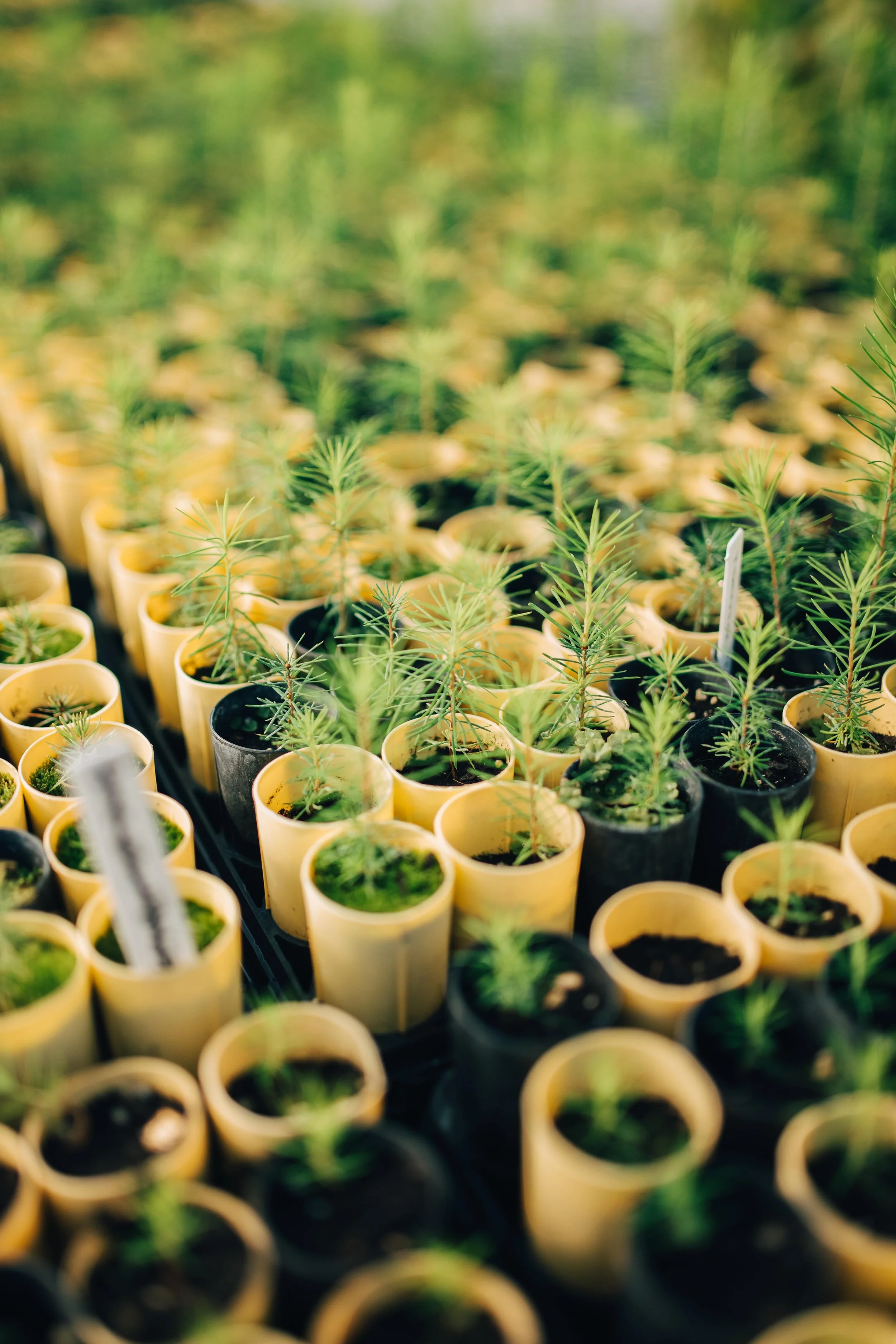 Press Release: Spring Native Tree and Shrub Harvest