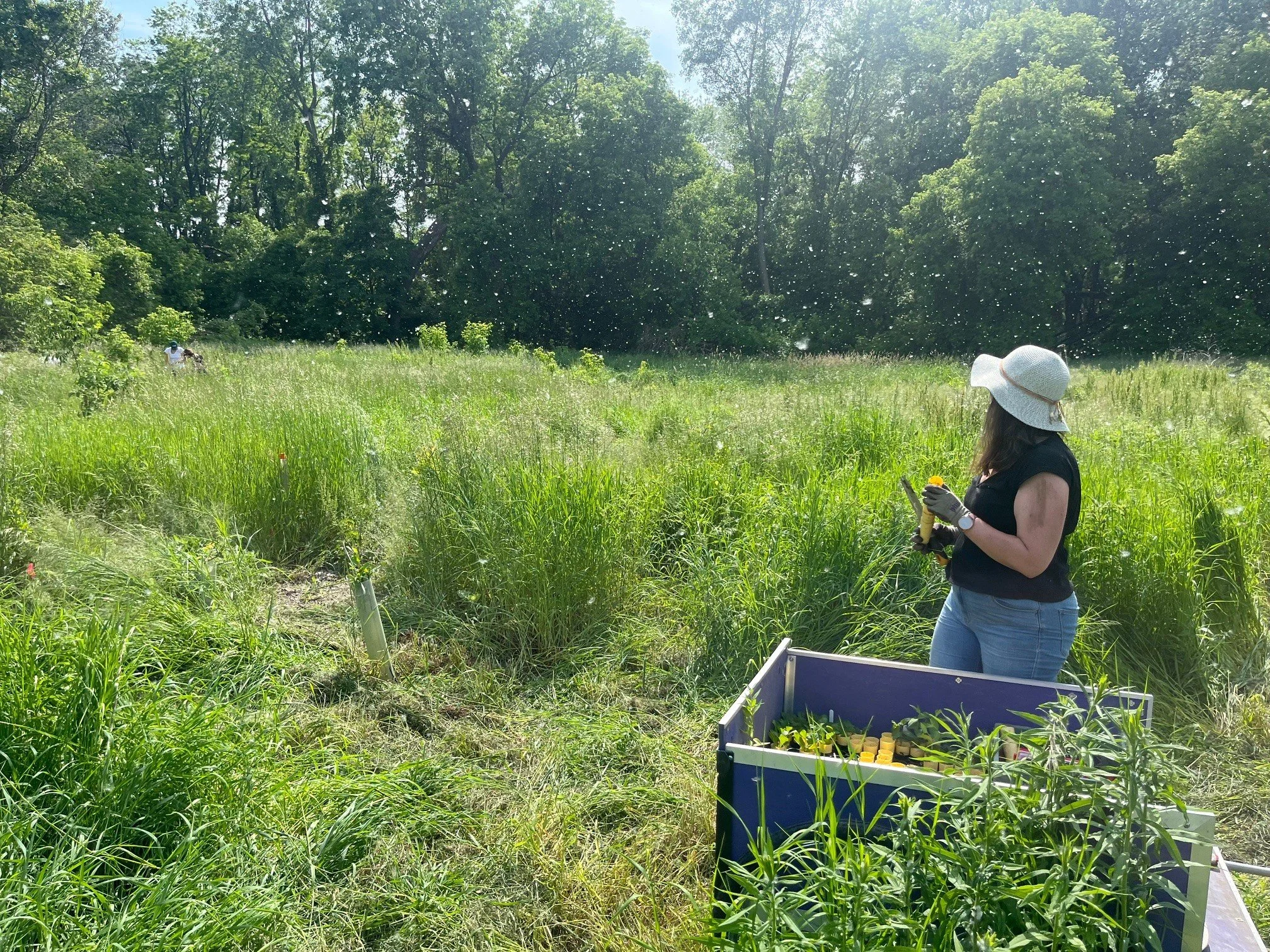 Bird and Pollinator Friendly Management&nbsp;