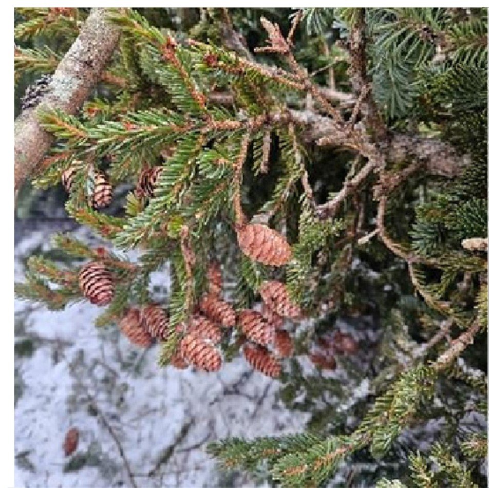 Riparian Lands Native Seed Partnership Newsletter | Spring Edition 