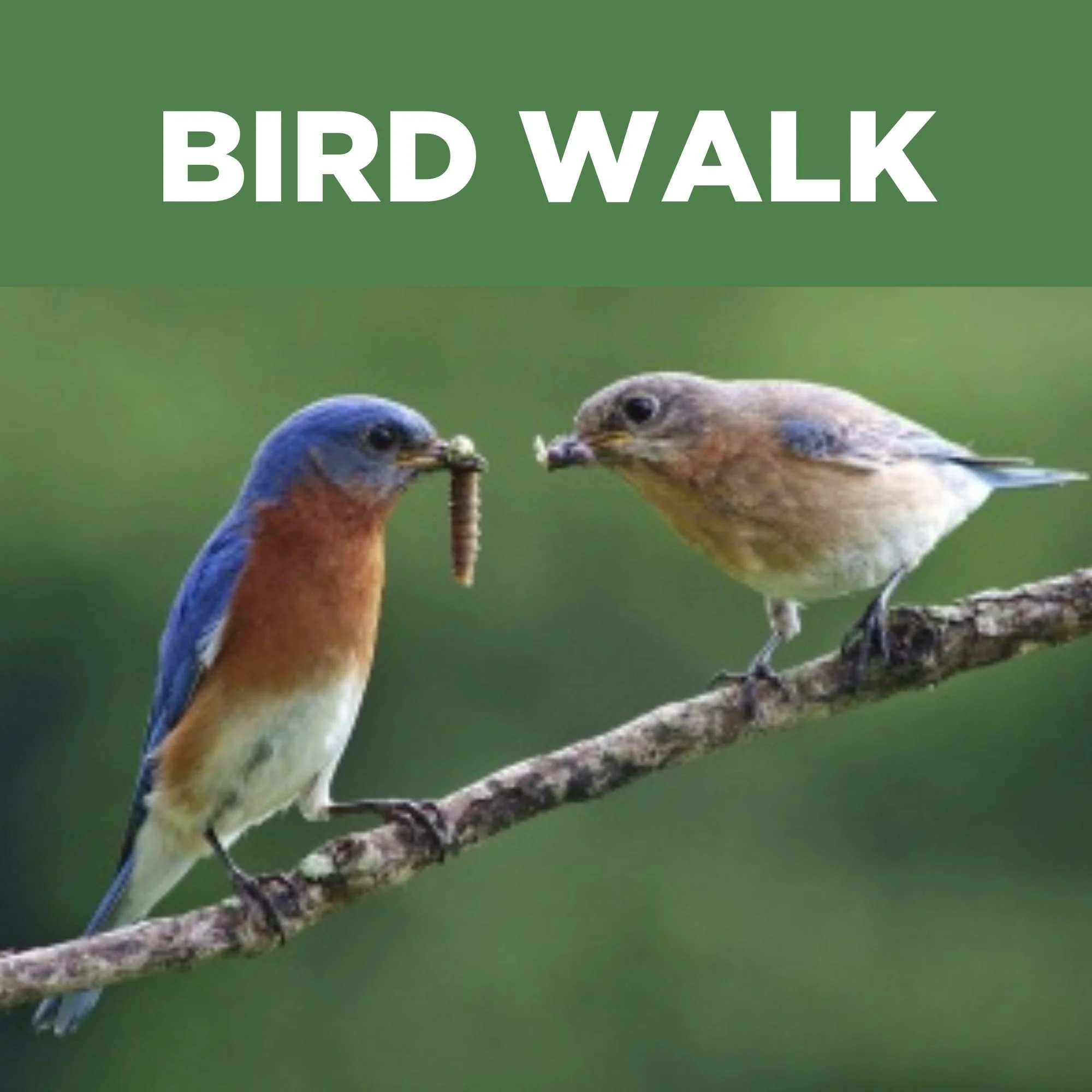 Bird Walk with Audobon Vermont