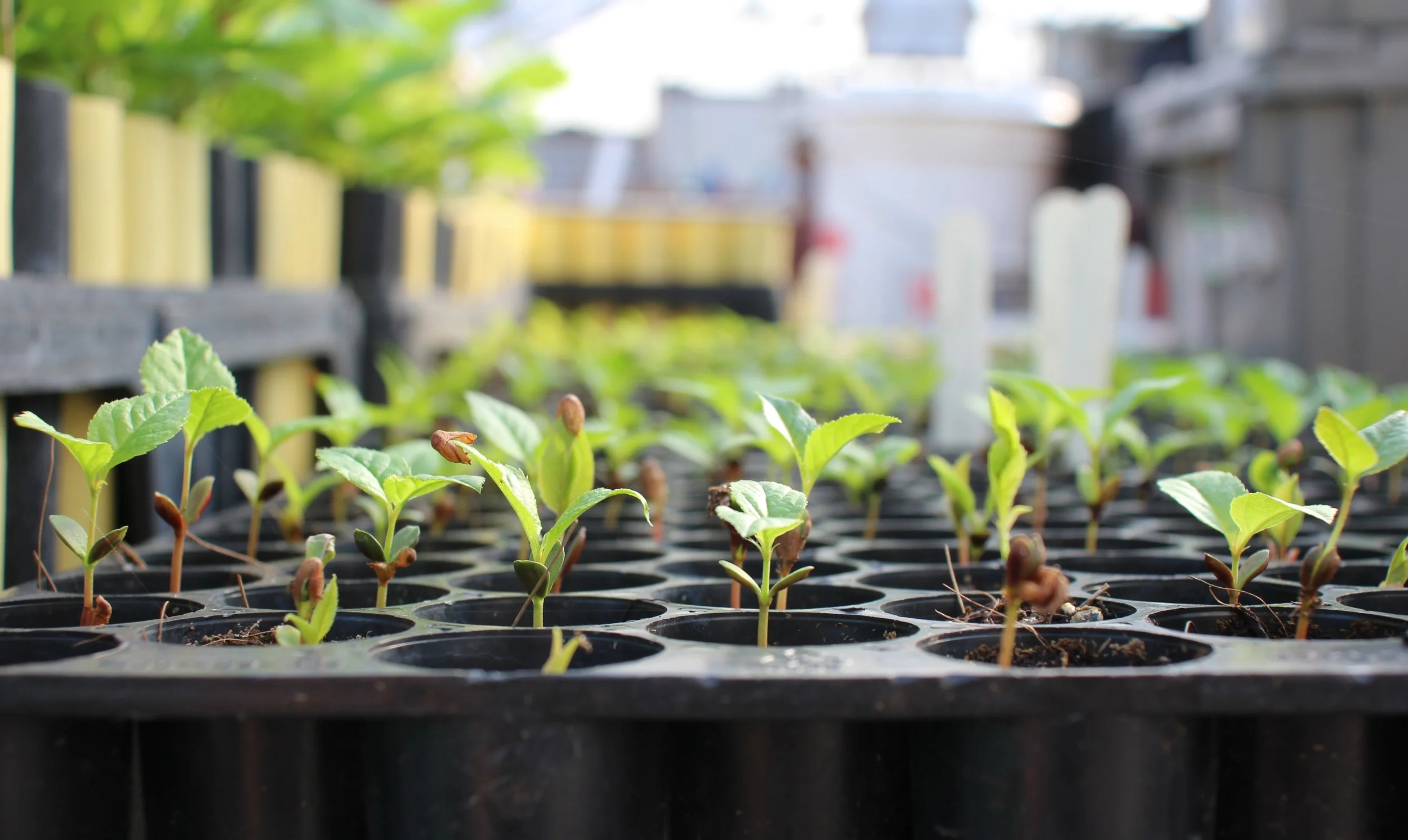 Celebrate Arbor Day with us!