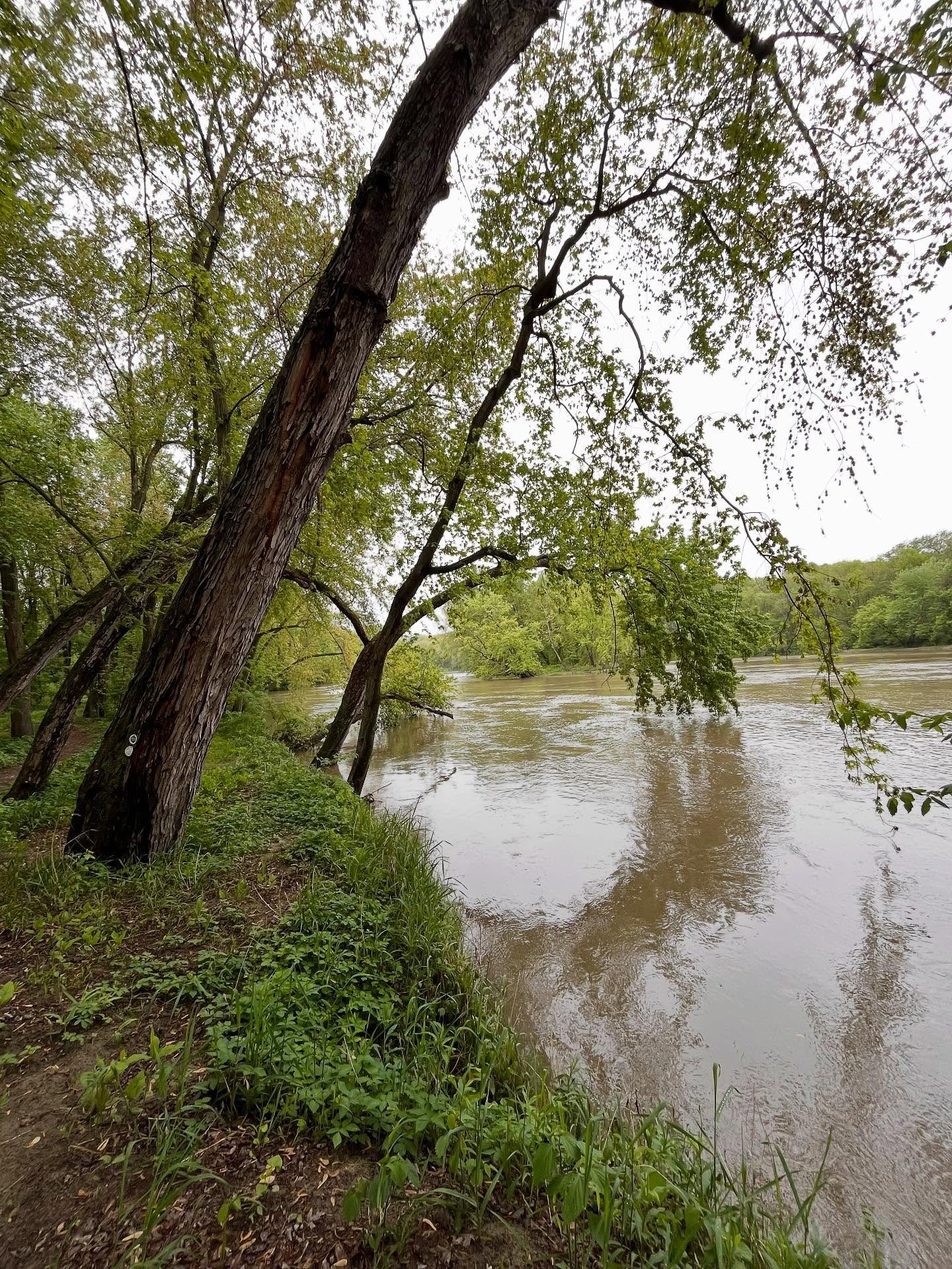 Trail update! Our trails flooded this weekend and while waters are now receding there may still be wet or flooded areas. As a reminder the river is also moving swiftly and may carry large hidden debris. Thank you for recreating responsibly!