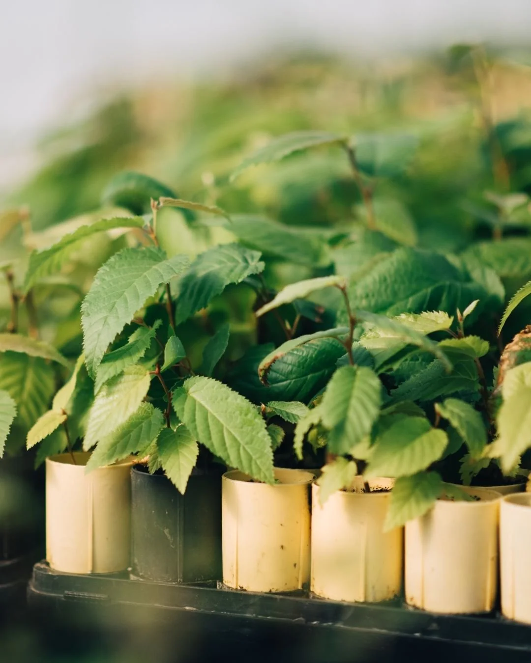 The Intervale Conservation Nursery Fall Sale is OPEN!

Our Fall availability includes an extended list of bareroot and potted trees and shrubs, as well as live stakes, fascines, and tubestock.

To place an order, contact our Nursery Manager, Ben, at 