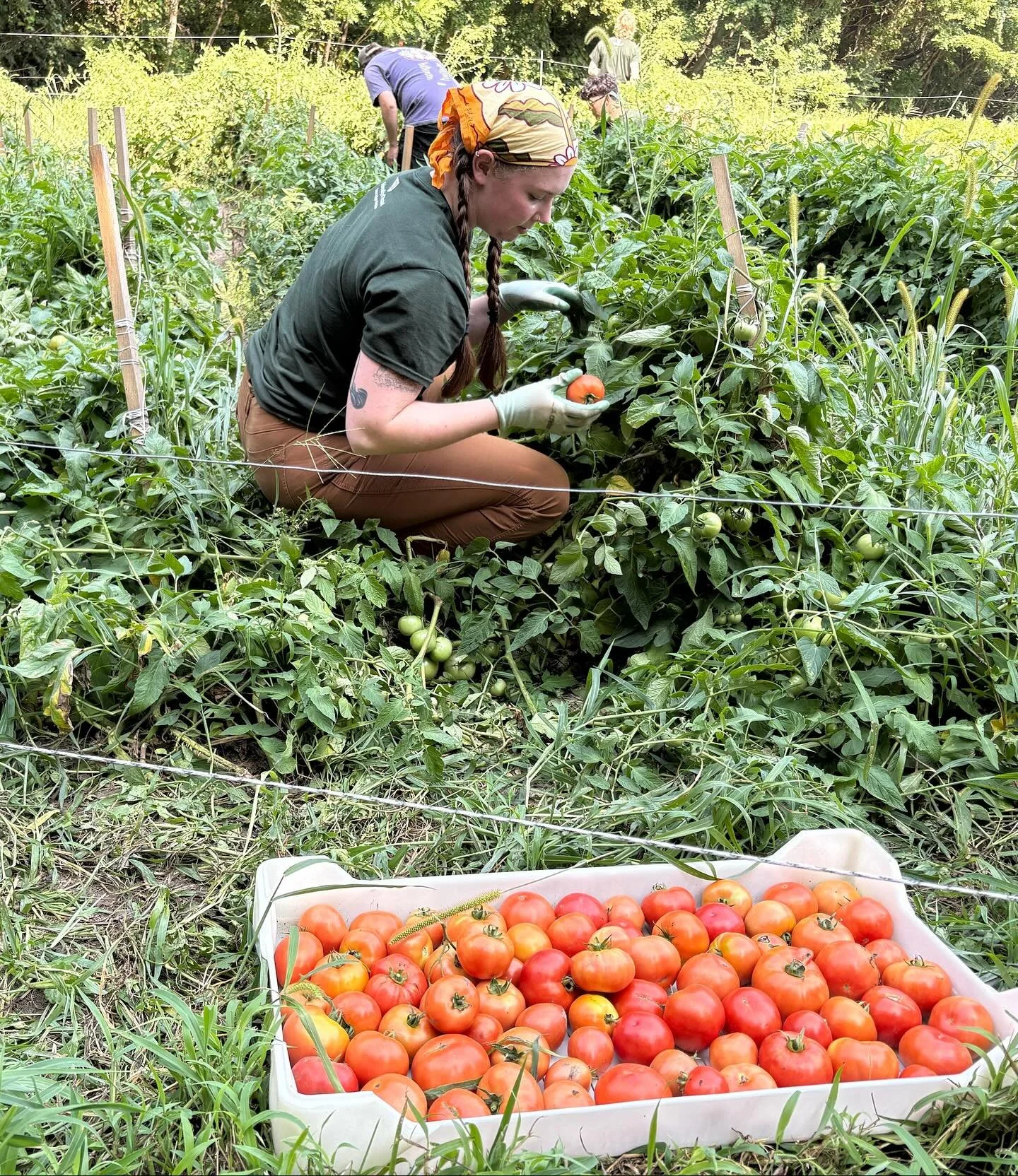 We&rsquo;re so thankful for the hundreds of volunteers who show up each year to support our farms, land, and people&mdash;and for the businesses who help us take care of them.

Thank you to @katesrealfood, @badgerbalm, @vtsmoke, @uvmcancercenter, and