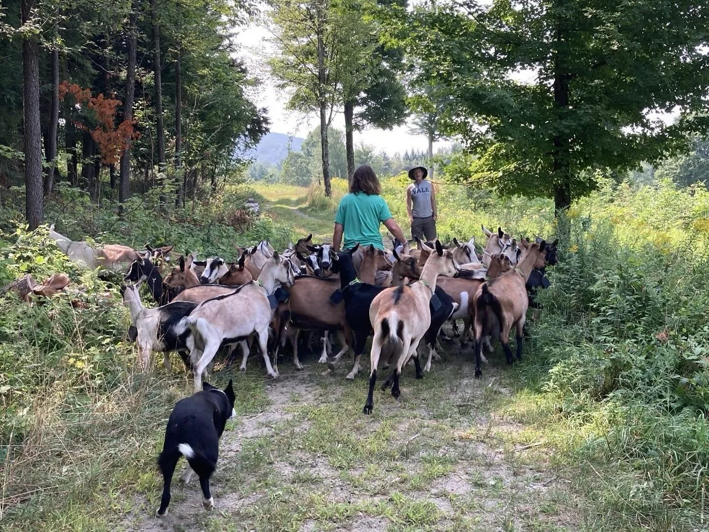 Check out the link below for an awesome behind the scenes video of @doesleapfarm goats!

With support from our Farm Business team, e-collars were obtained through a Northeast Dairy Business Innovation Center grant. These e-collars have had clear impa