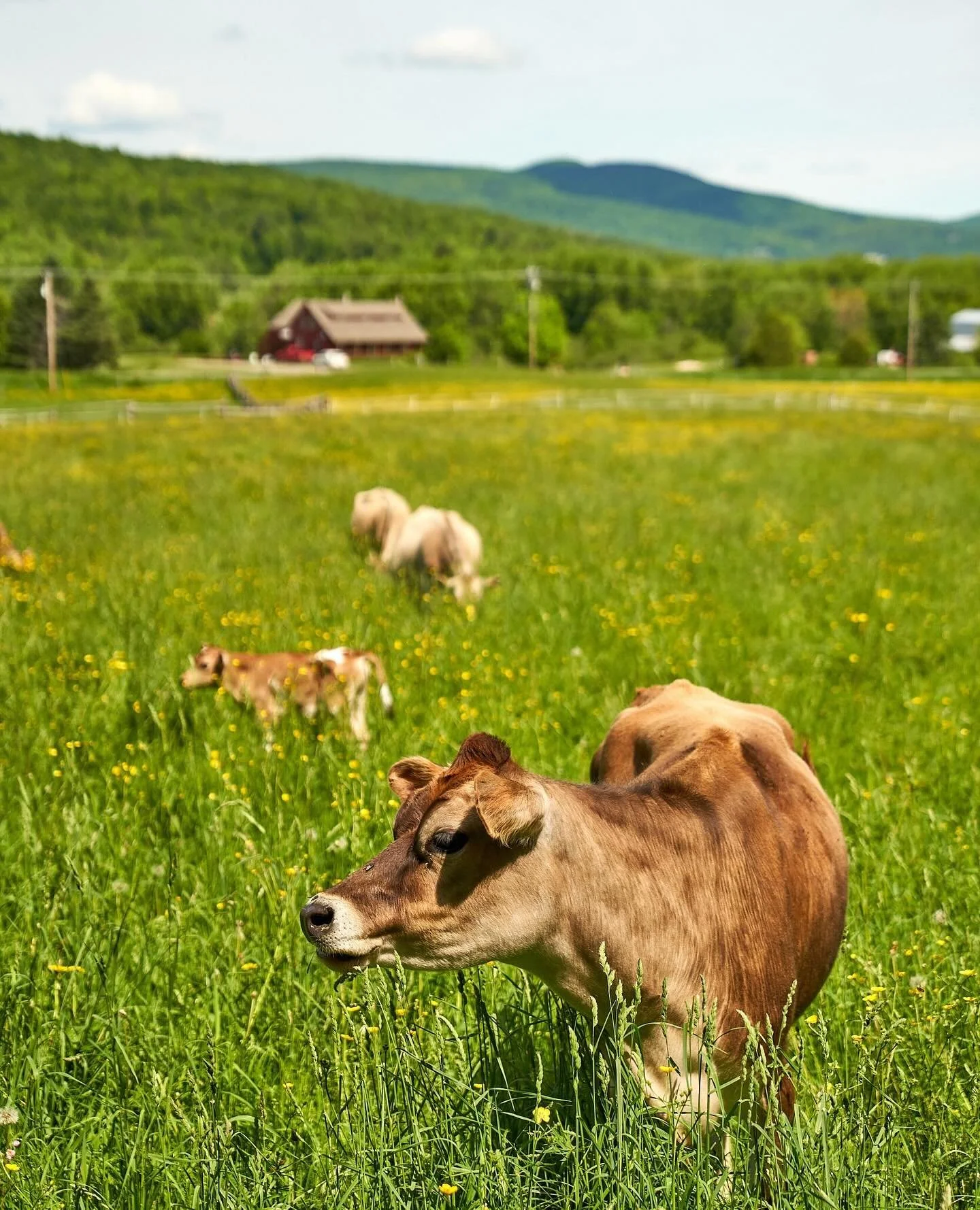 At the Intervale Center, we&rsquo;re building a stronger, more resilient food system for Vermont, and showing what&rsquo;s possible for communities everywhere. From climate resilience to food access to farmer support, your partnership makes a real di