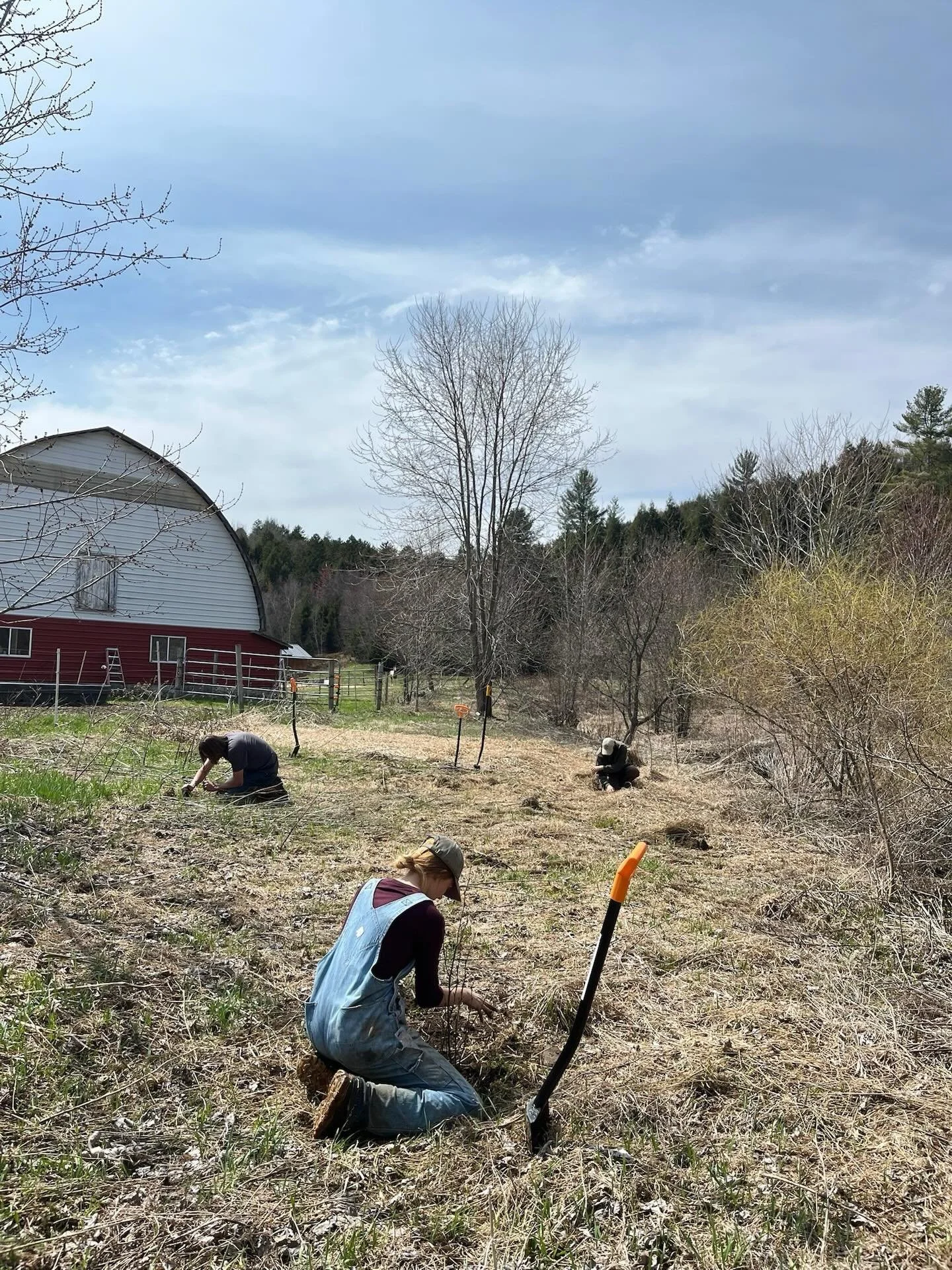 The Intervale Center is home to the largest native tree nursery in Vermont, the Intervale Conservation Nursery, which works to restore land for water quality, climate resilience, and biodiversity. We have provided over 500,000 trees and shrubs for Ve