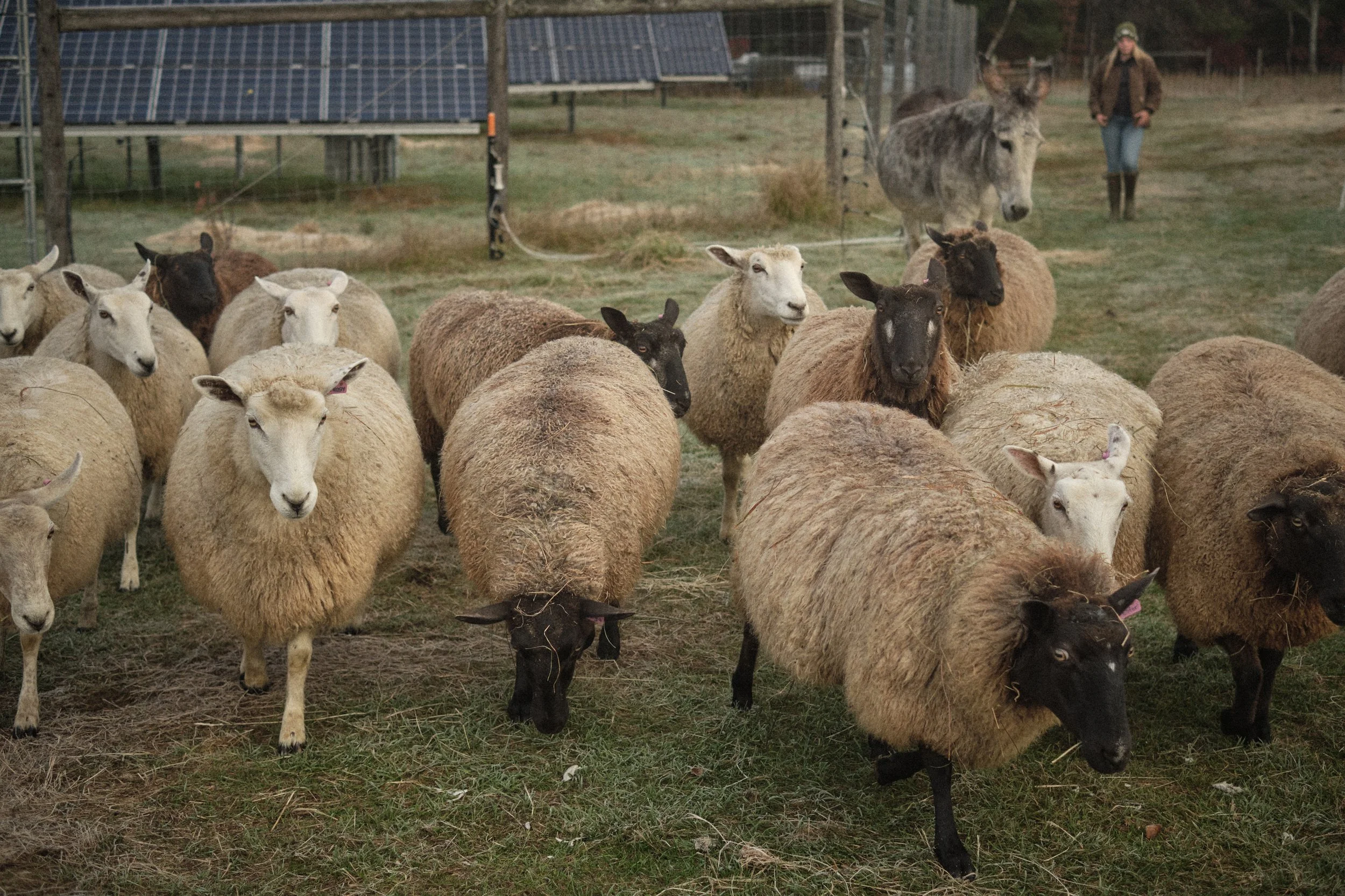 A Growing Opportunity: Grass-Based Livestock