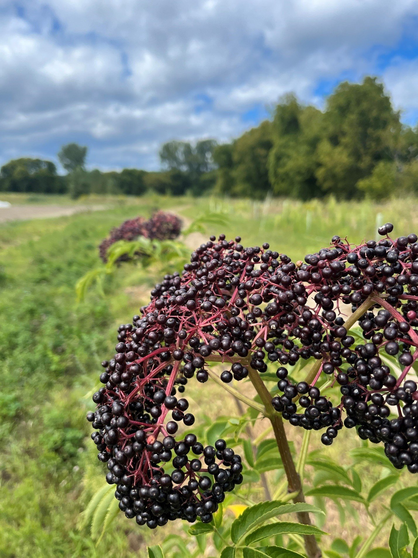 Agroforestry in the Intervale: Fruit, Berries, and Flood Resilience