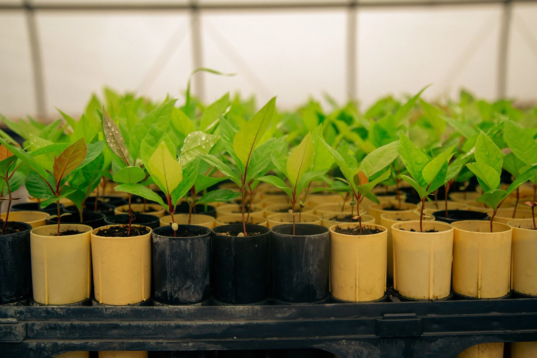 Celebrate Earth Day! 