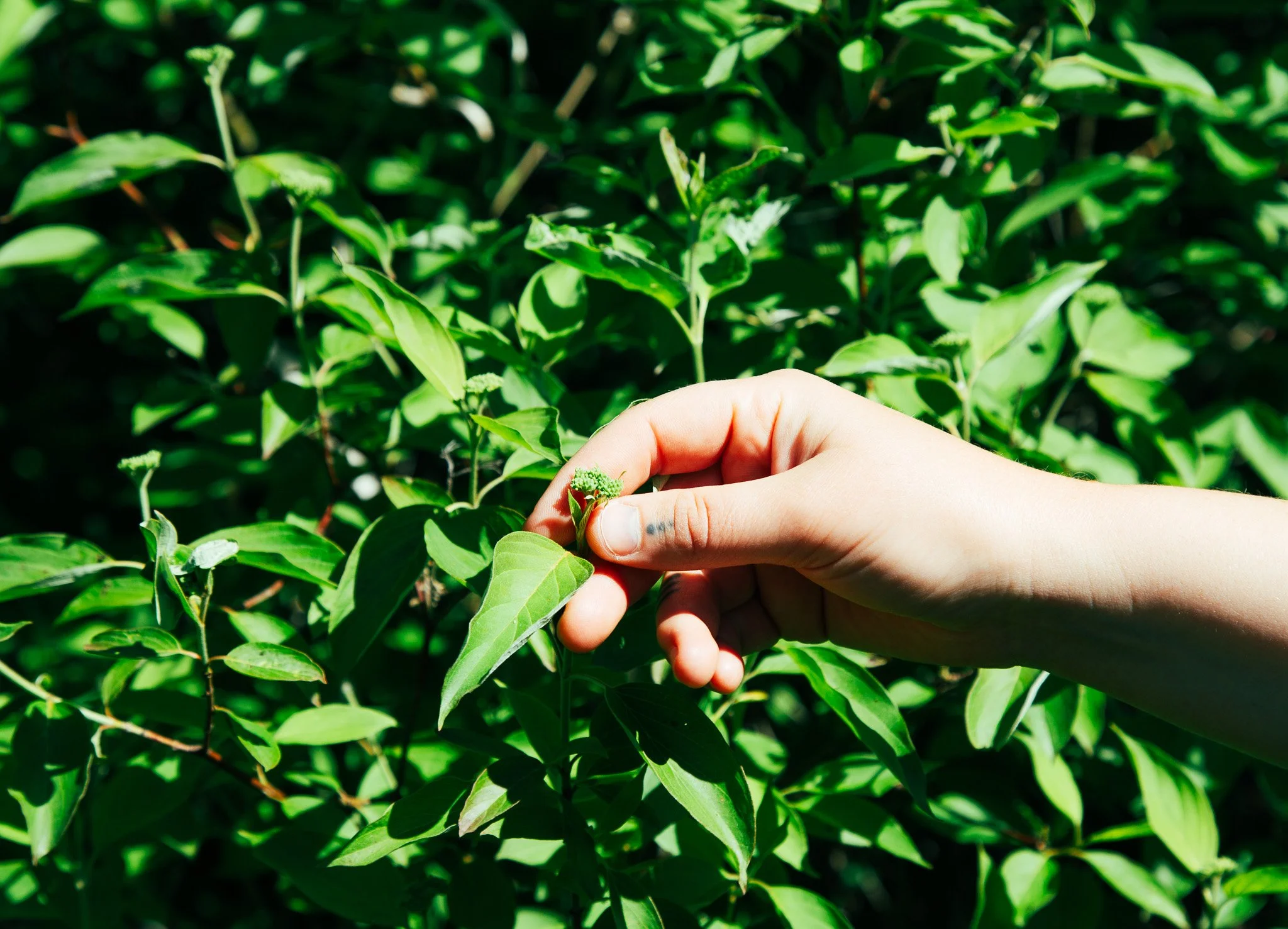 Riparian Lands Native Seed Partnership: Summer 2026 Newsletter