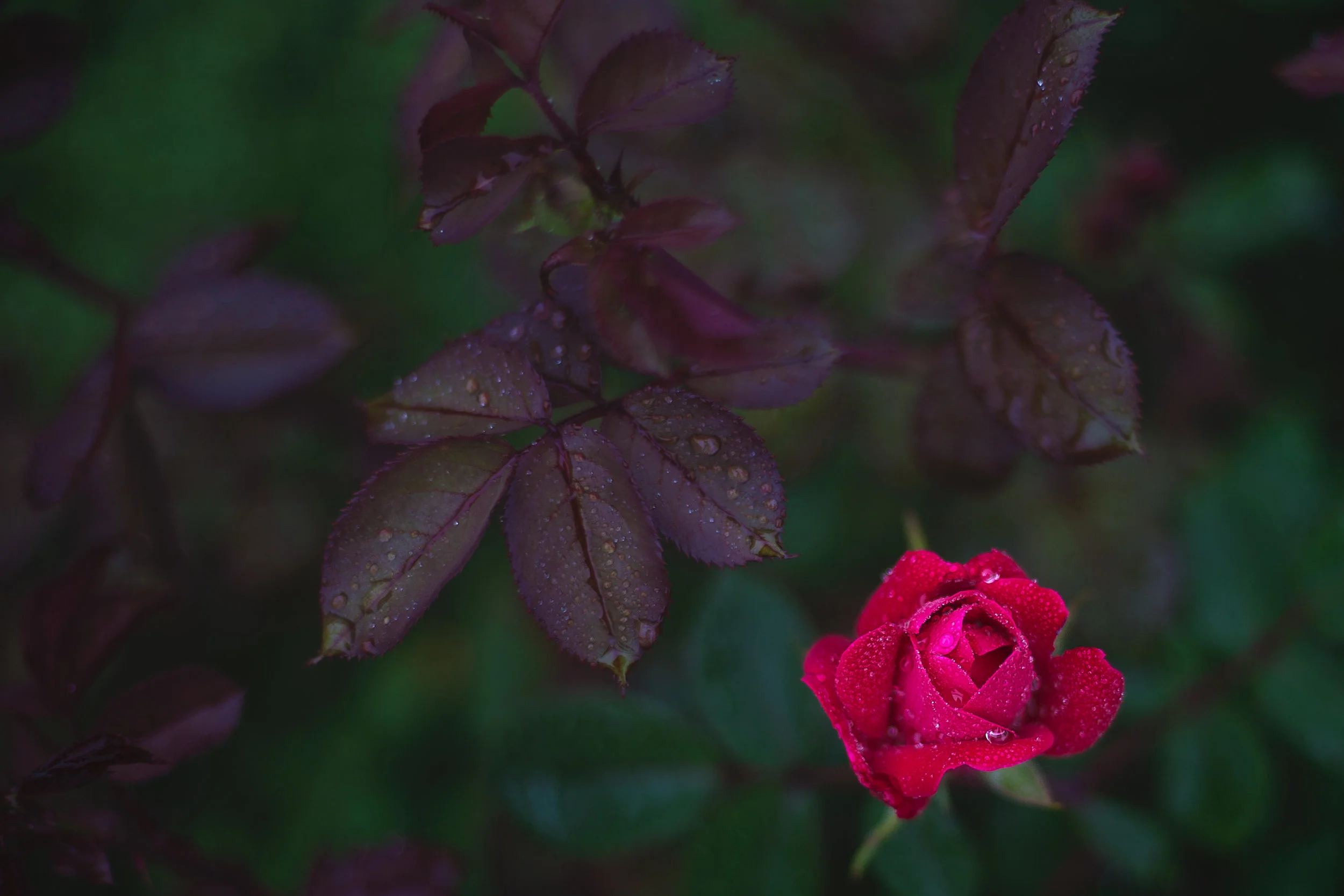 Apr. 19-CD_2015_7256-Edit.jpg