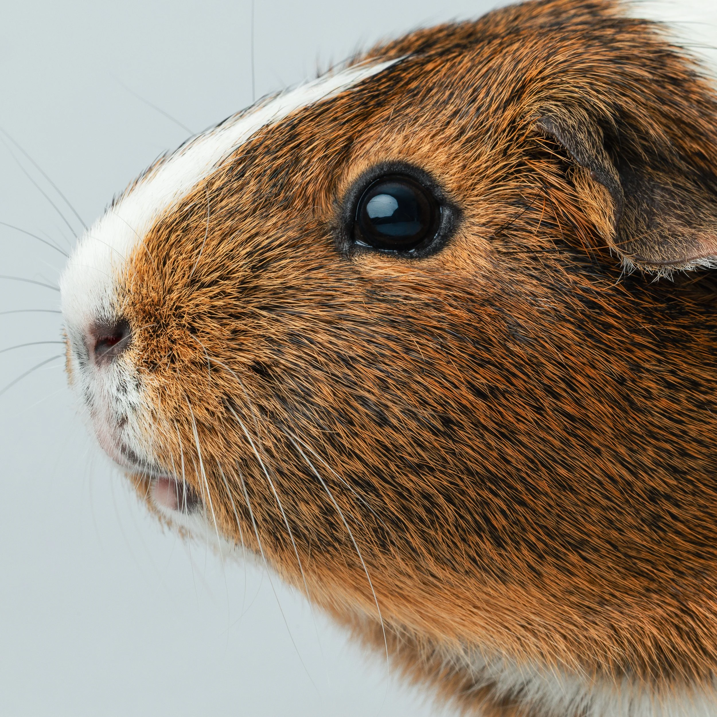 Guinea Pigs 2025-2.jpg