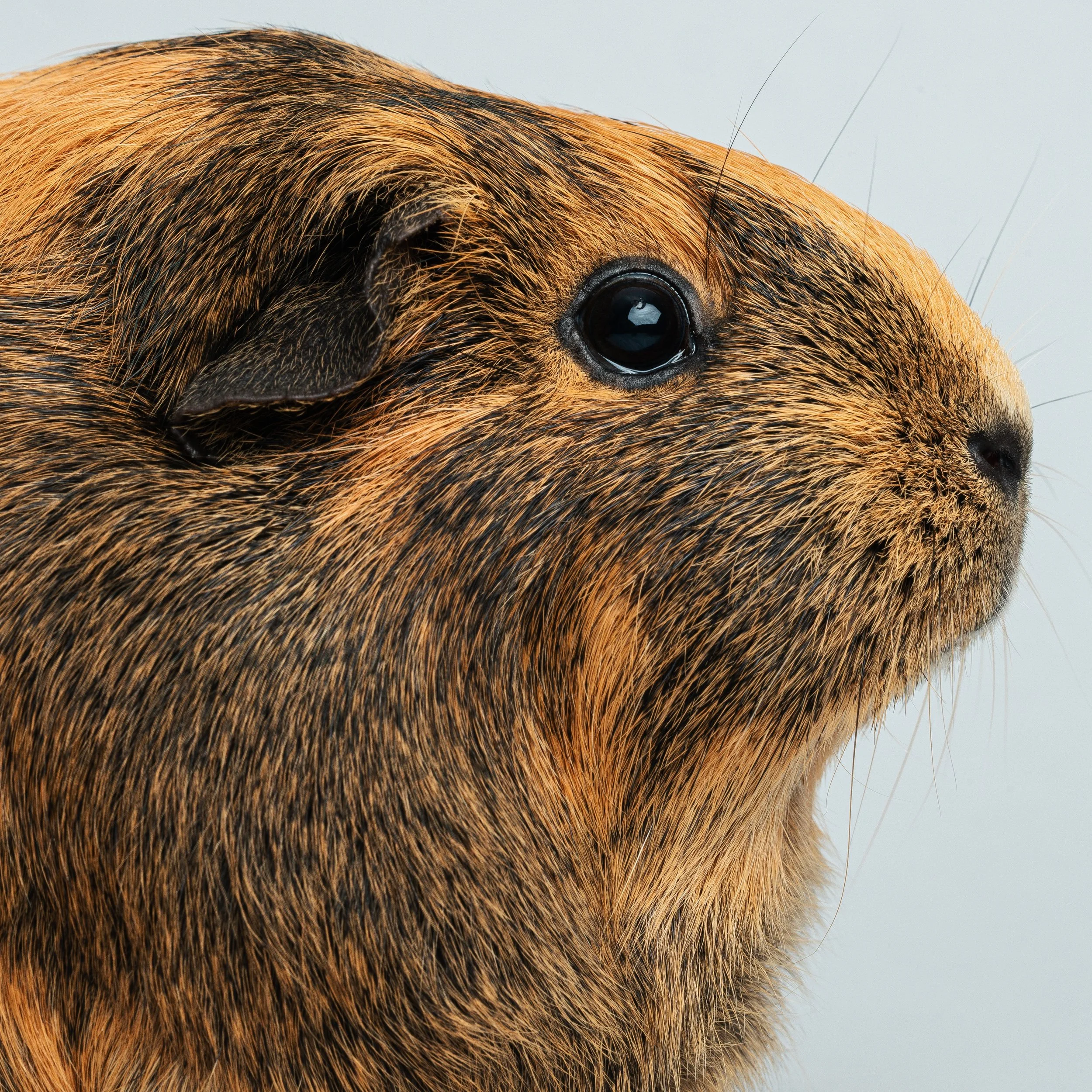 Guinea Pigs 2025-3.jpg