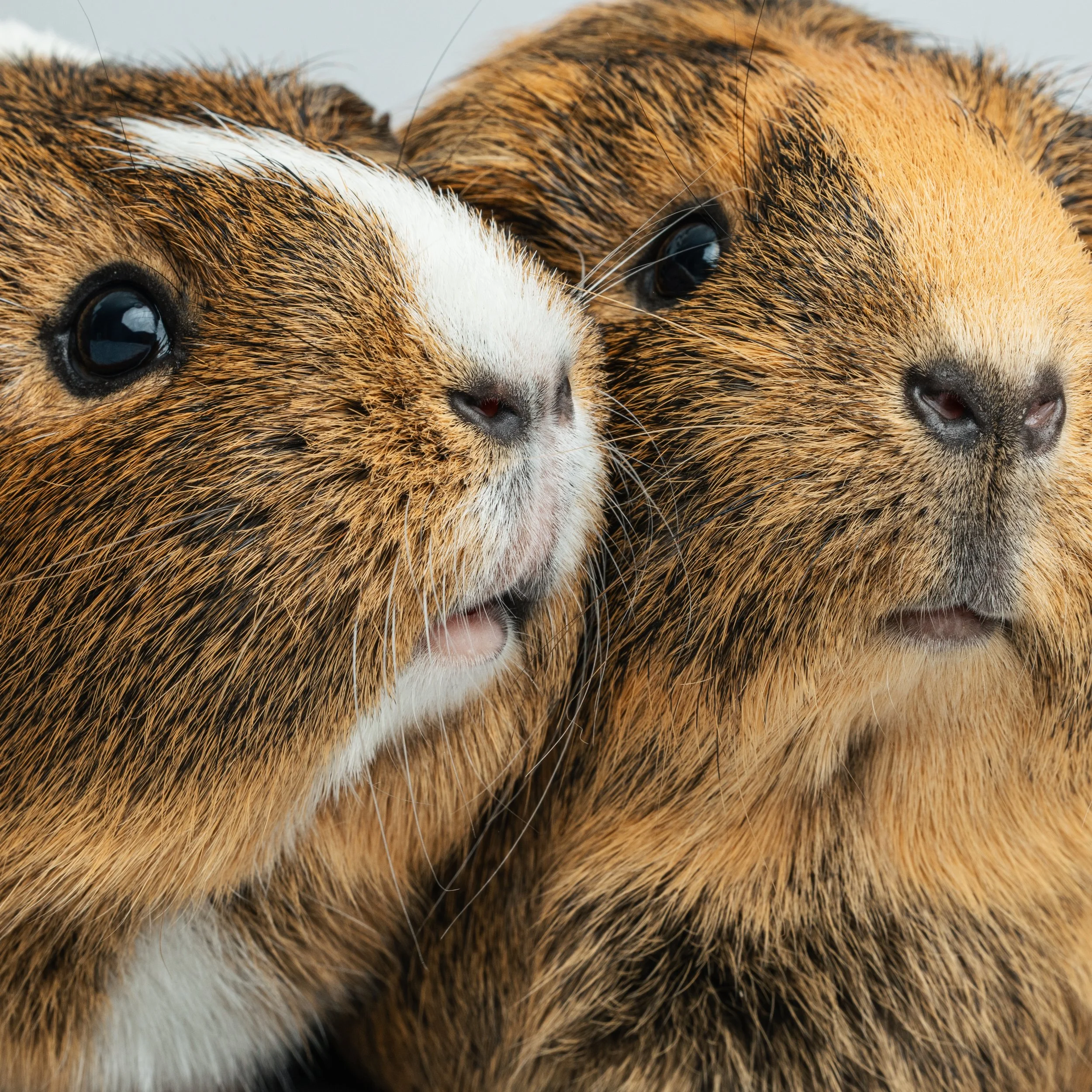 Guinea Pigs 2025-6.jpg