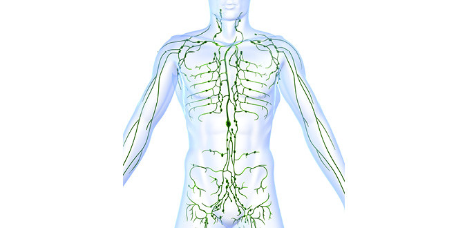 You have 50% more lymphatic fluid than blood in your body!
