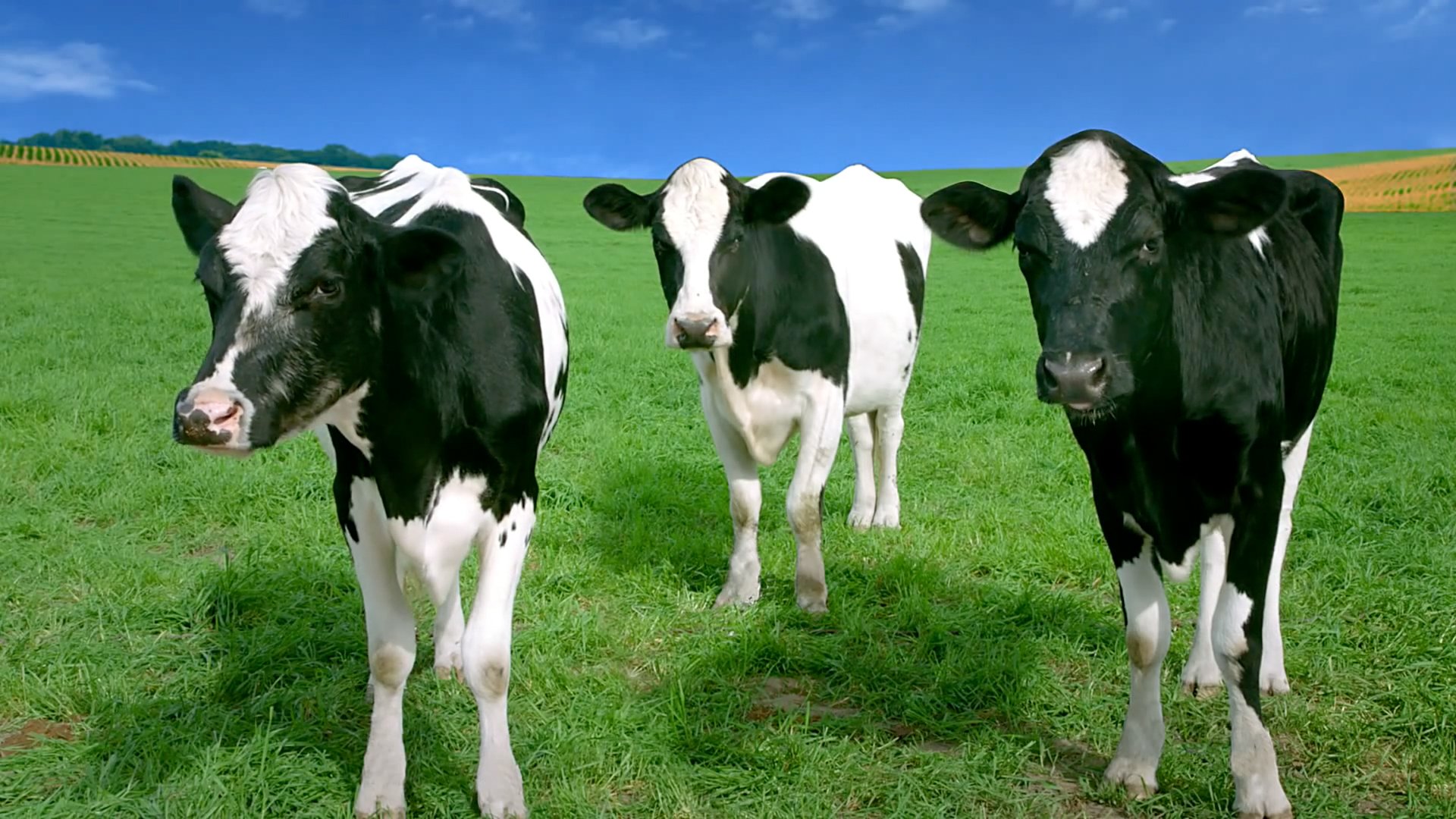 cows.jpg