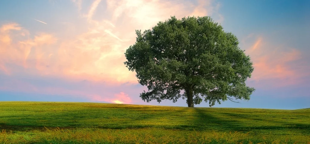 tree in field.jpg