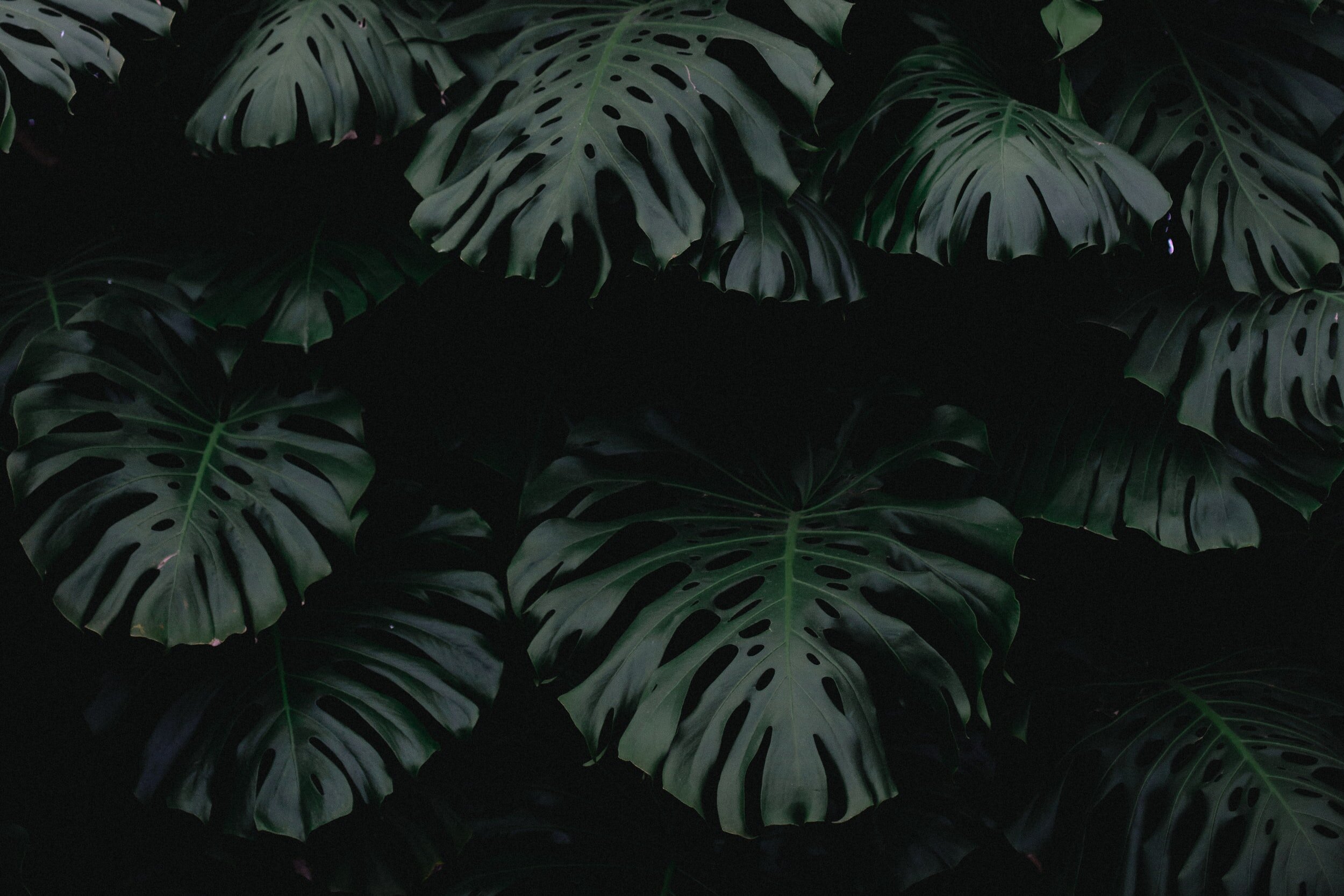 unsplash-image-mSK5nNsAsLY.jpg