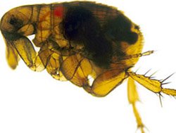 “ Oriental rat flea ( Xenopsylla cheopis ) infected with the Yersinia pestis bacterium which appears as a dark mass in the gut. when the flea attempts to feed on an uninfected host Y. pestis is regurgitated into the wound, causing infection.”