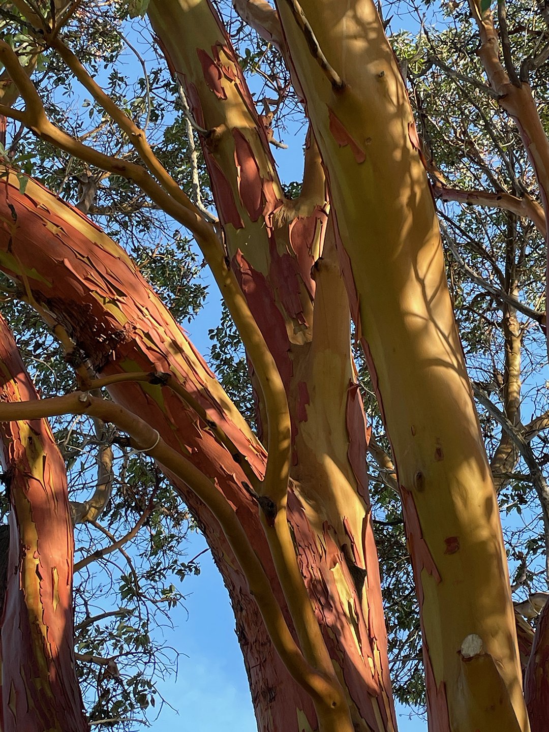    Beautiful bark of the madrona tree   