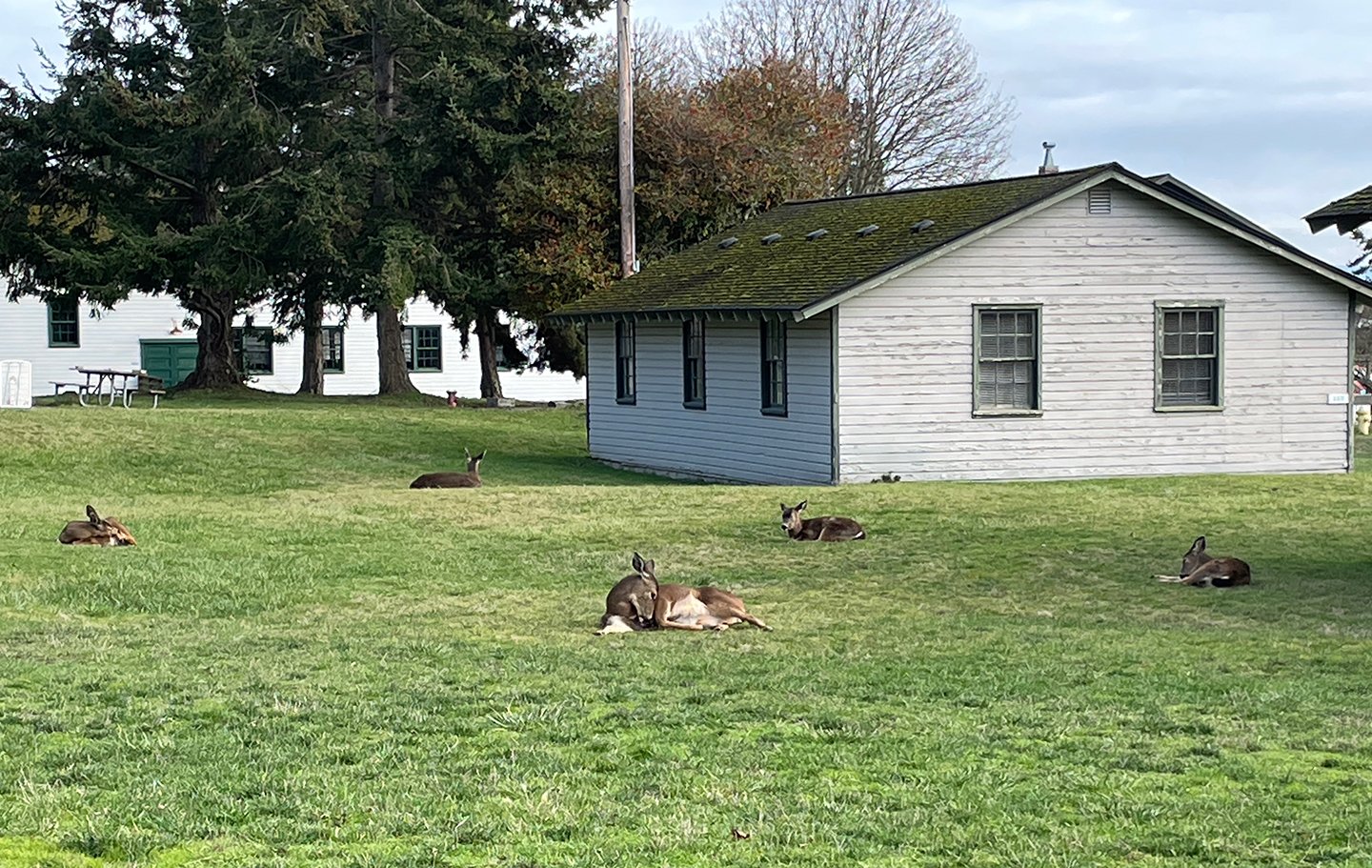    There are more deer than humans here! One afternoon, I spotted some relaxing and grooming!   