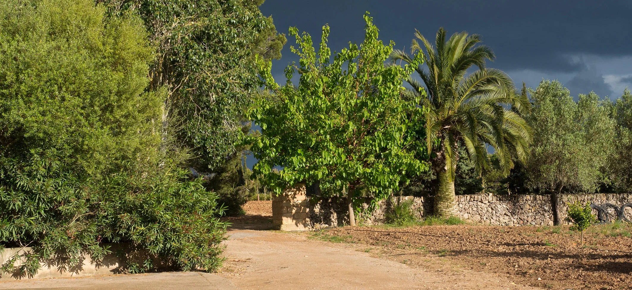 die fruchtbare Natur auf der Finca
