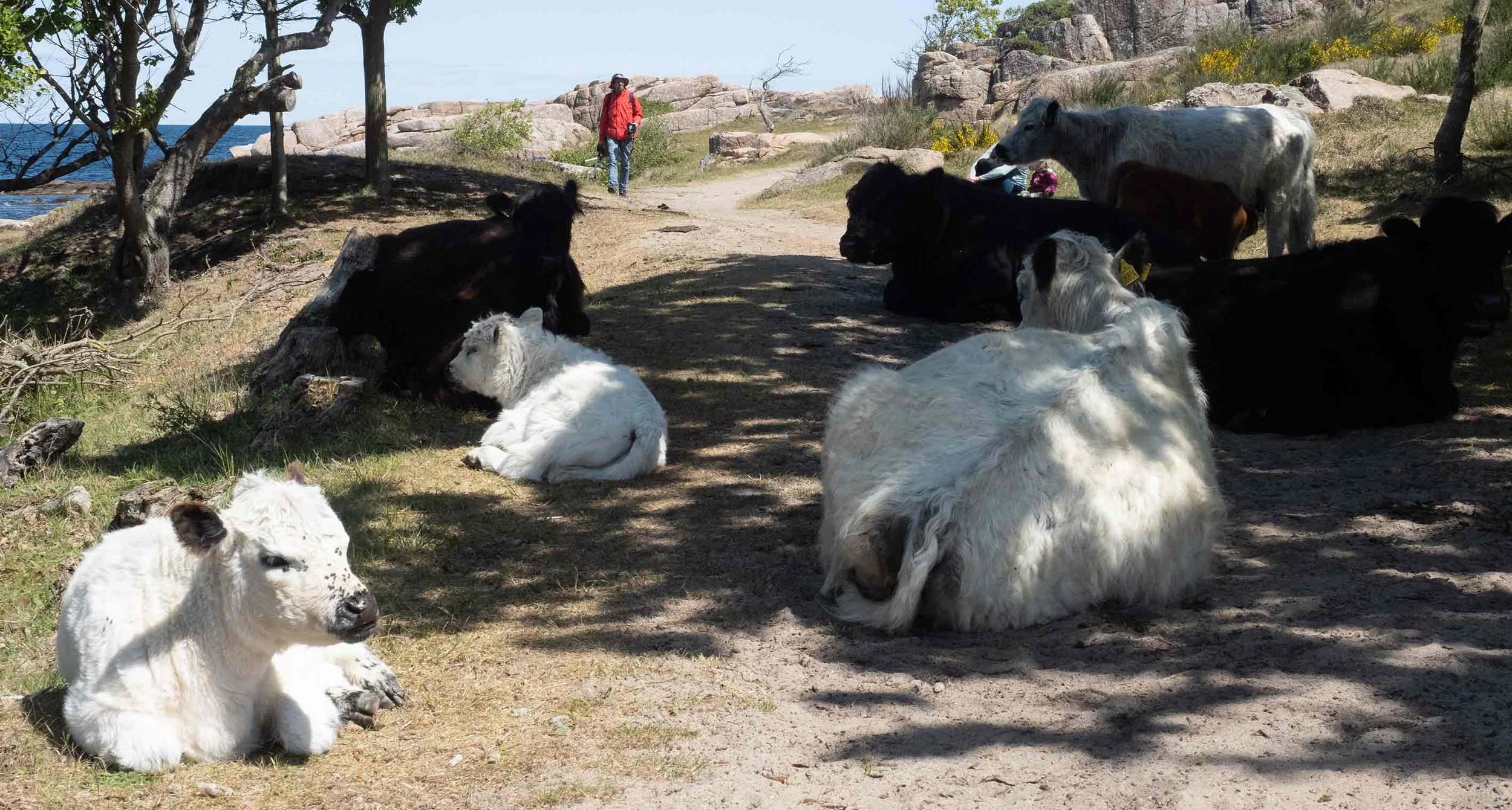 Bornholm_kuh_.jpg