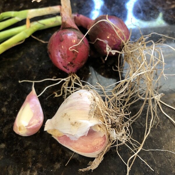 recipe gazpacho onions and garlic.jpg