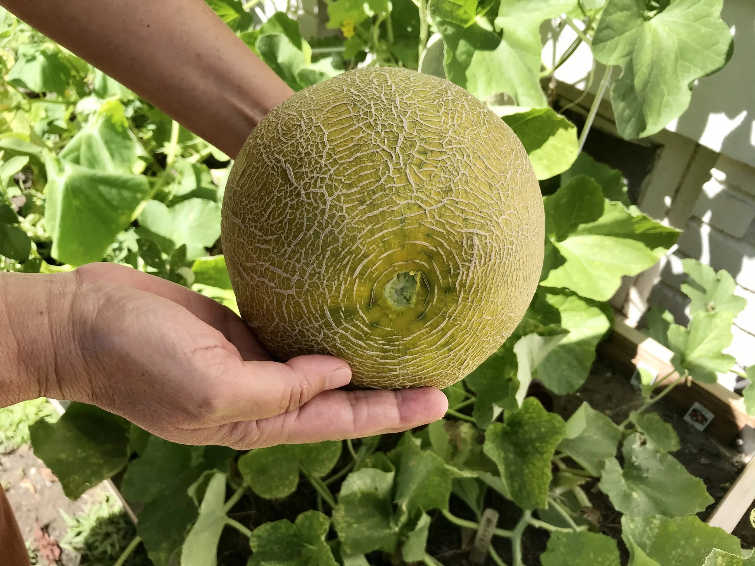 RM - harvest melon 2.JPG