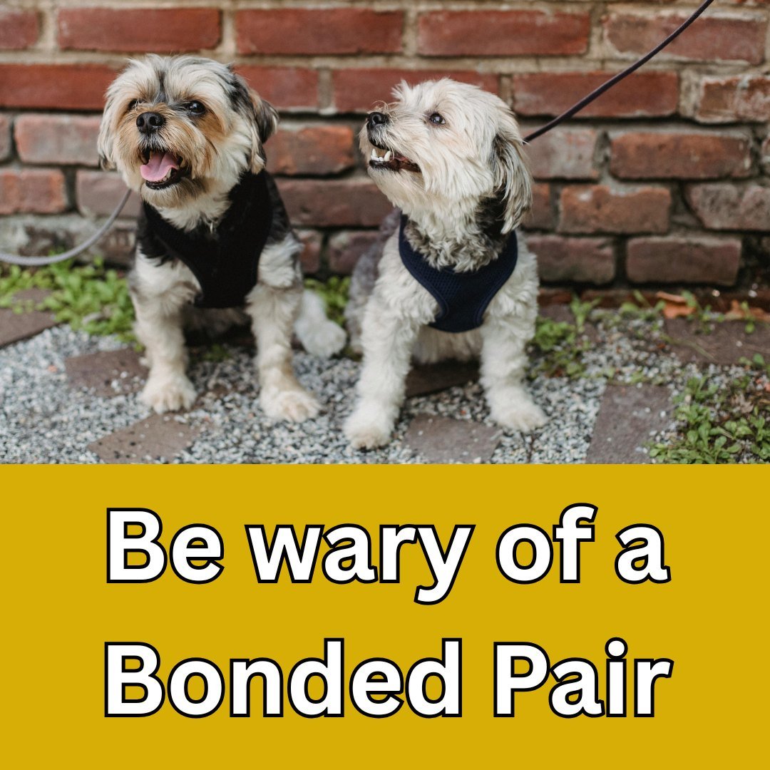 Rehoming sibling puppies or so-called &quot;bonded pairs&quot; may feel like the kindest and most compassionate option, especially when they've spent their early lives together. But in many cases, keeping two dogs together can actually set them up fo