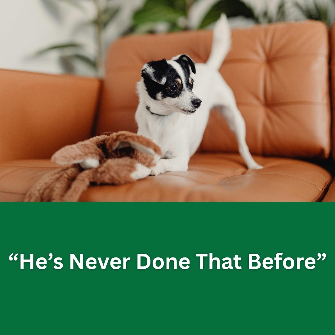 The most dangerous phrase in dog behaviour. It&rsquo;s the sentence that follows so many bite incidents, often said through shock, guilt, or fear. But here&rsquo;s the truth: Dogs almost never &ldquo;snap out of nowhere.&rdquo;

Behaviour is communic