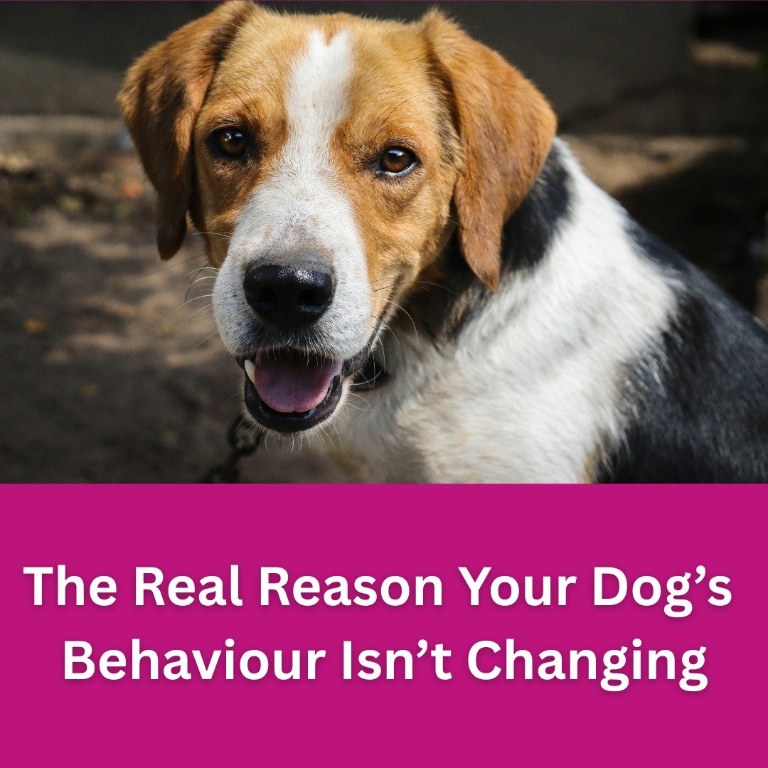 When we see a dog behaving in a way that&rsquo;s problematic,  barking at other dogs, lunging at strangers, chewing through doors, or freezing on walks our first question is often: Why are they doing this?

But here&rsquo;s the thing. Understanding w