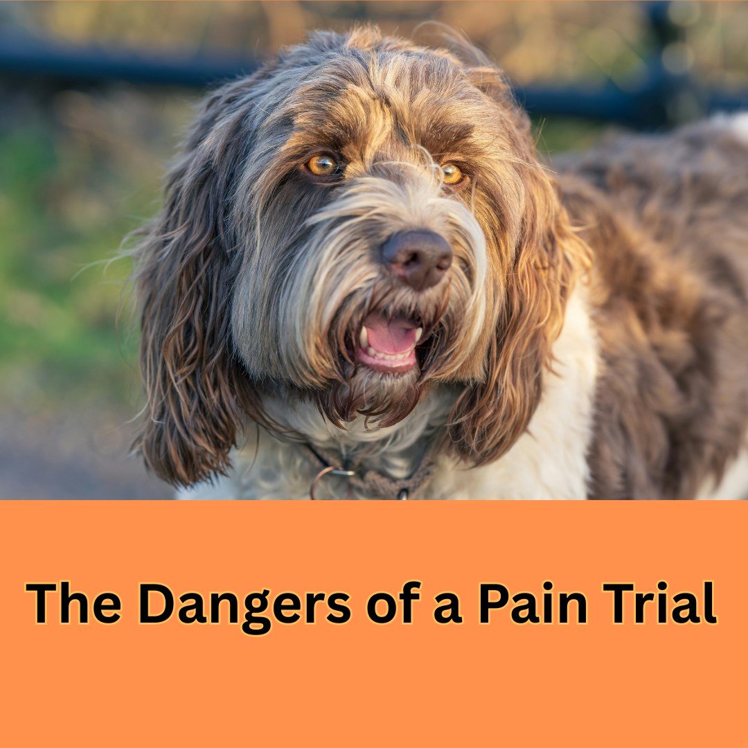 Imagine living in discomfort every day without the ability to tell anyone. That&rsquo;s the reality many dogs face. They may not cry out, limp, or yelp, but that doesn&rsquo;t mean they&rsquo;re not hurting. Because of how stoic dogs can be, the only