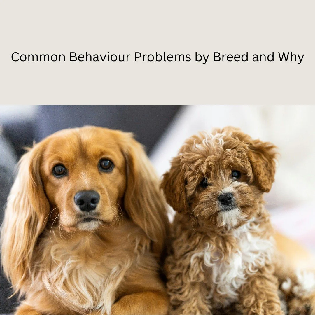 Modern breeds are built from edited predatory (prey) sequences. We didn’t erase predation we magnified steps:
Collies/herders: eye–stalk–chase kept, grab/kill suppressed → motion obsession (cars, bikes, kids), heel-nipping whe
