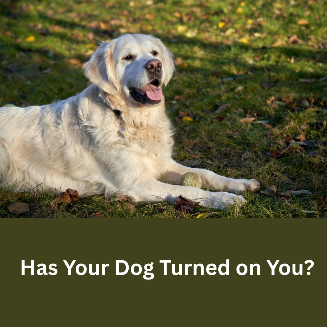 It feels bizarre when a dog becomes aggressive towards people. We’ve bred them for thousands of years to read us, work with us, and prefer our company. So when a dog shows aggression toward the owner, it’s not “normal personality&rd