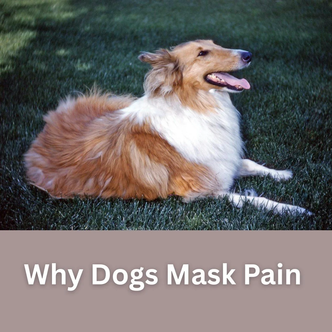 Many people are surprised to learn that dogs rarely show pain in the way humans do. When we’re in pain, we often rest, complain, or seek help because we understand that help is possible. Animals don’t. They have no concept of treatment, p